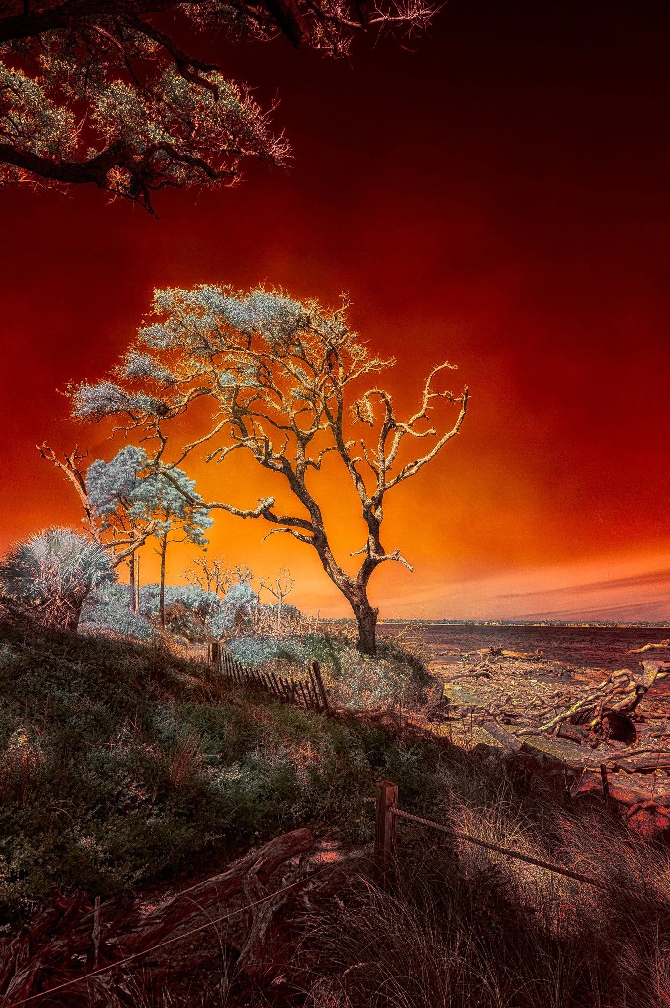 Trees along a shoreline under a vibrant, surreal orange sky with a dark horizon and scattered driftwood.