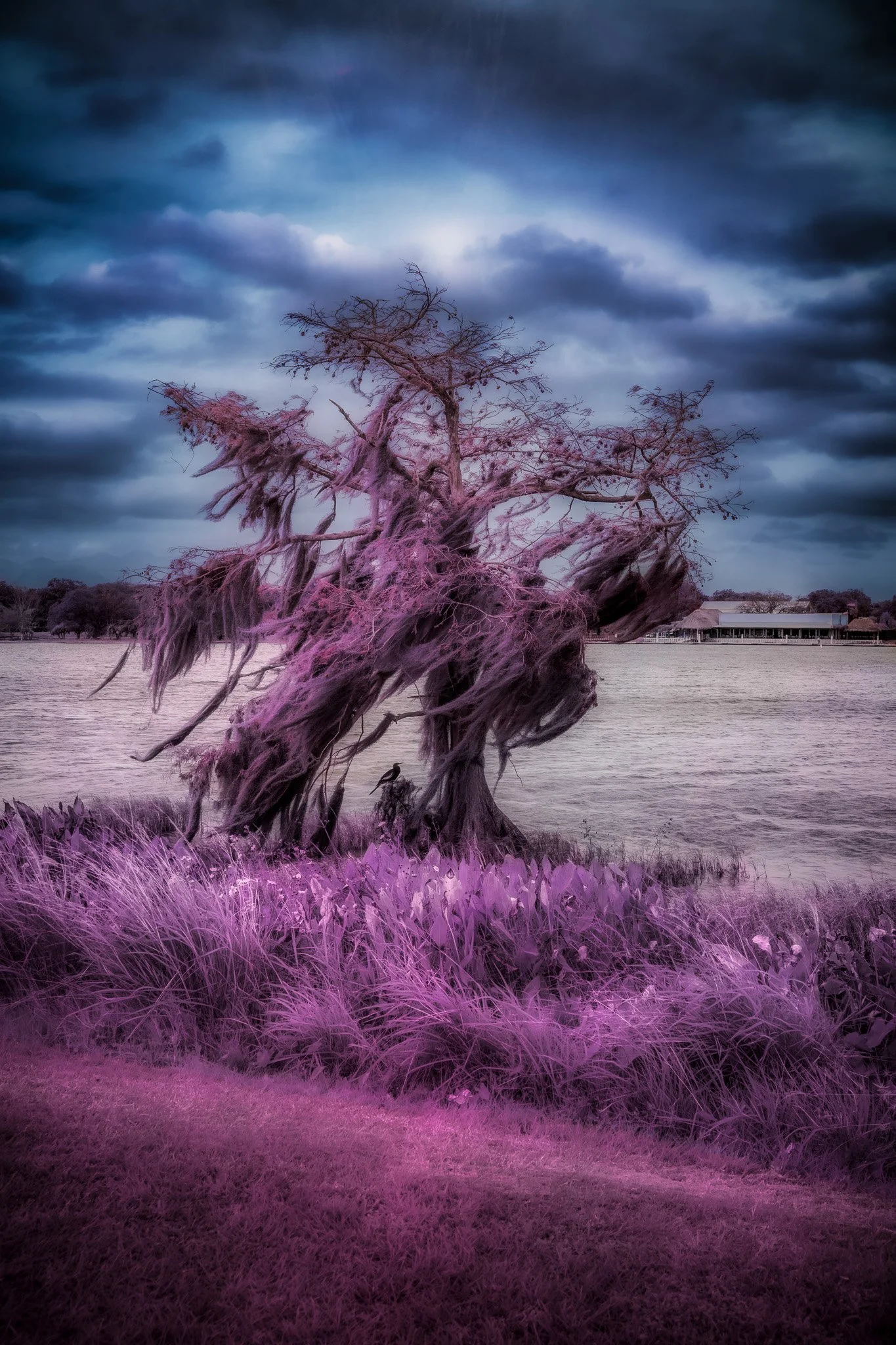 Color infrared photo in Venetian Gardens, Leesburg, Florida of a dead tree draped in Spanish moss with a bird sheltering beneath a moody sky in purple tones.