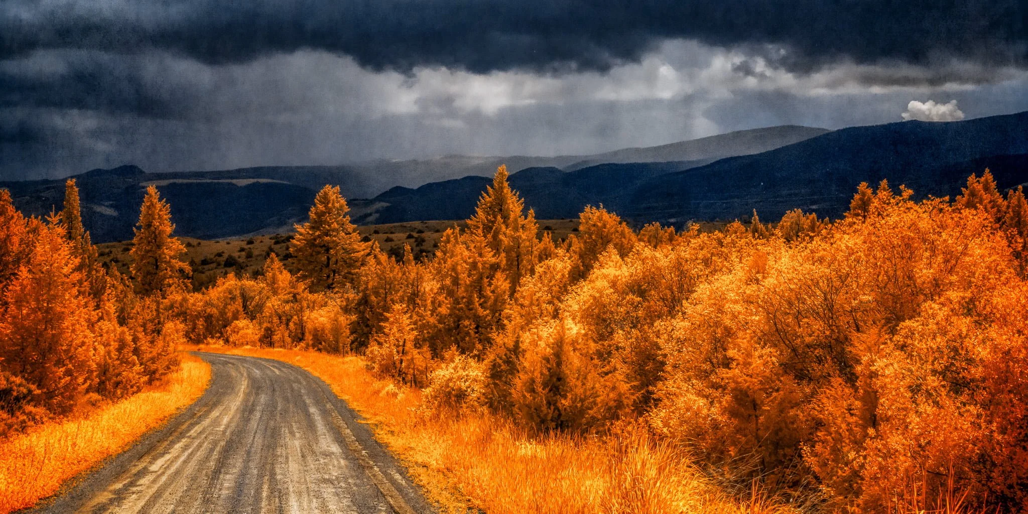 Infrared photograph of a dirt road descending through gold and orange forest near Elkhorn ghost town, Montana, under a dark stormy sky