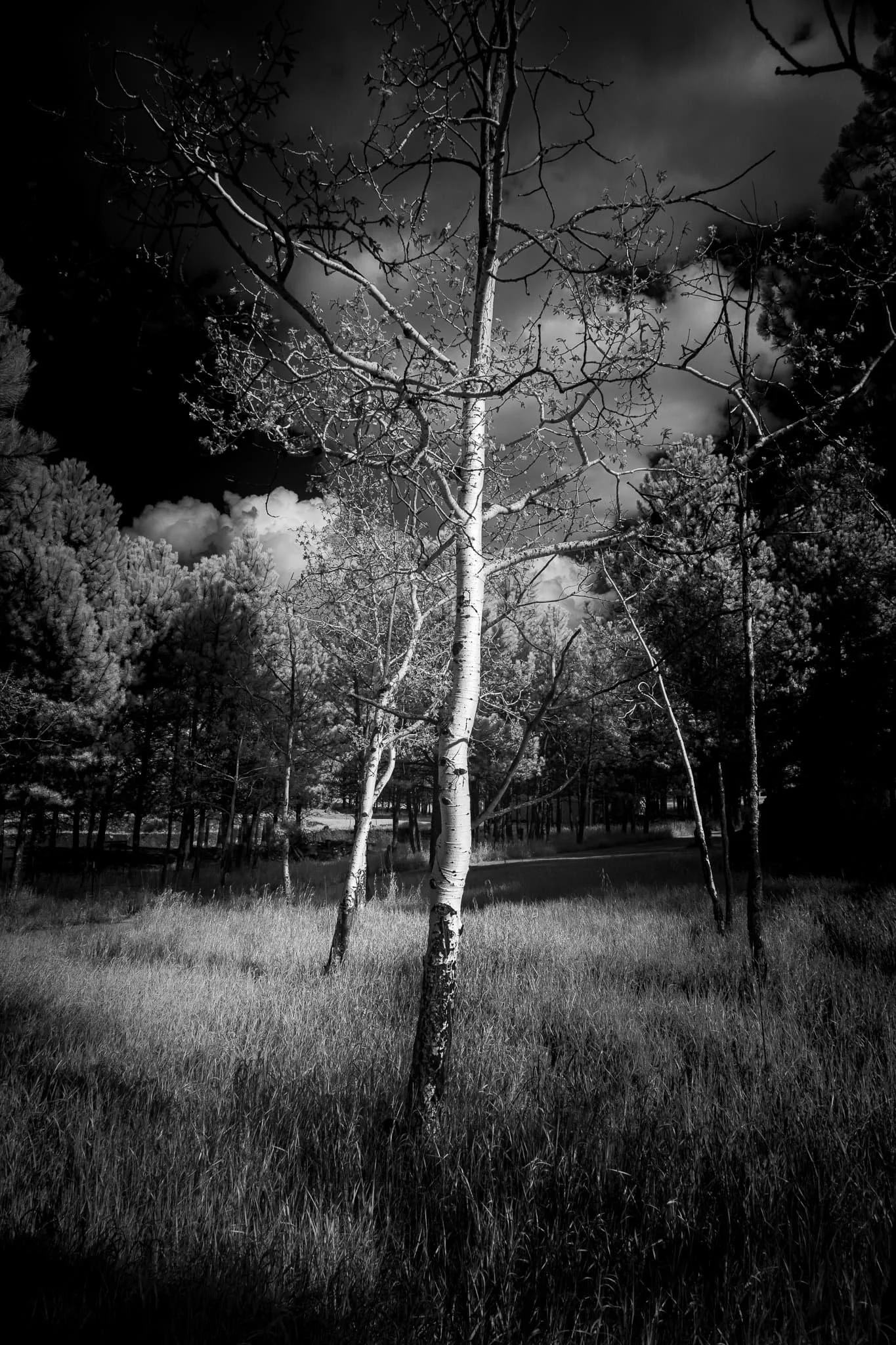 Aspen Reverie