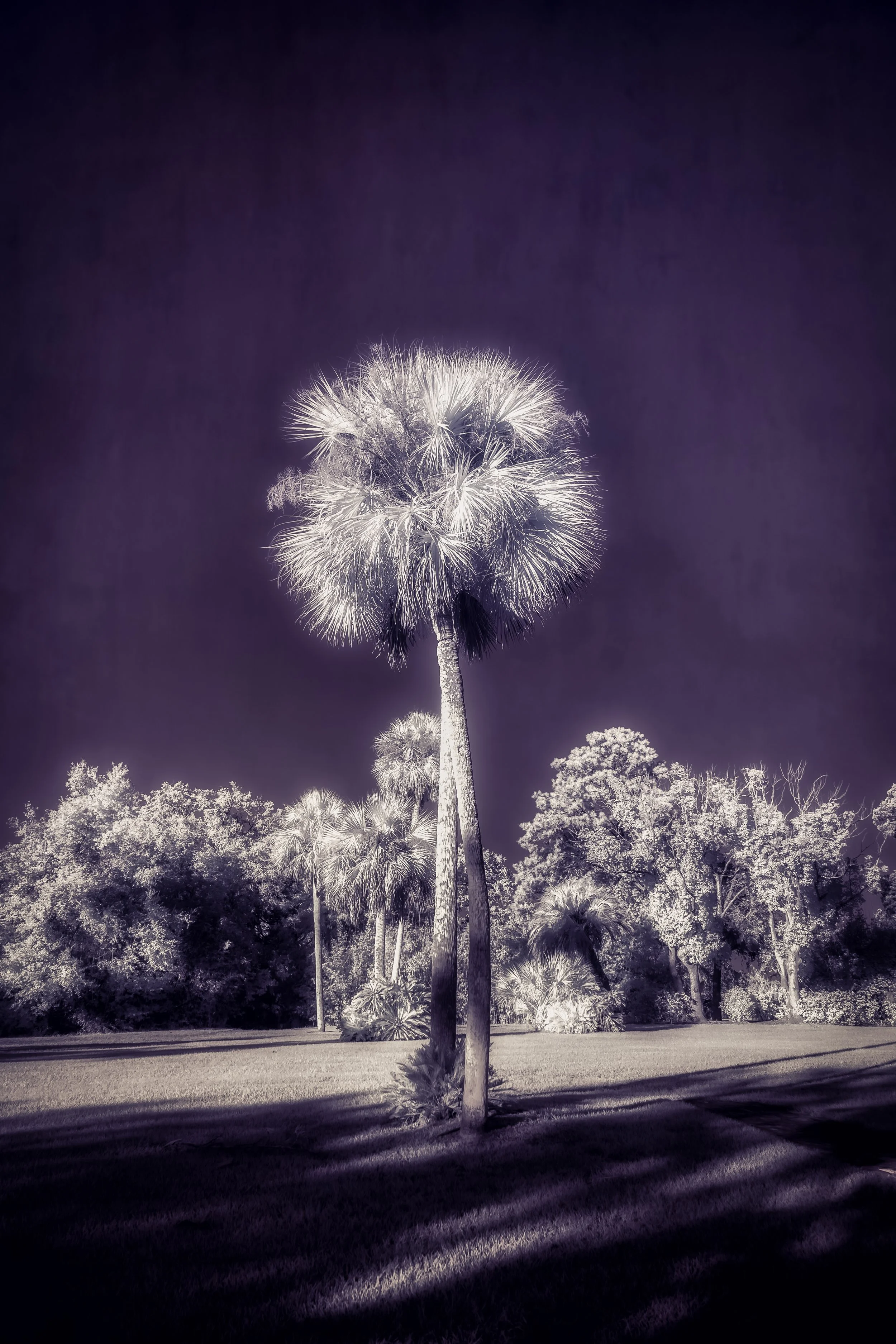 Purple Ball