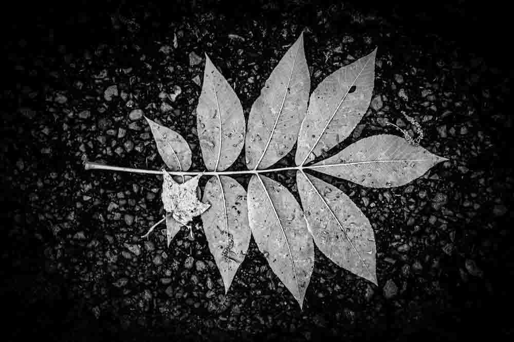 Black and white close-up photograph of two fallen leaves resting together on dark gravel at Tims Ford State Park in Tennessee.