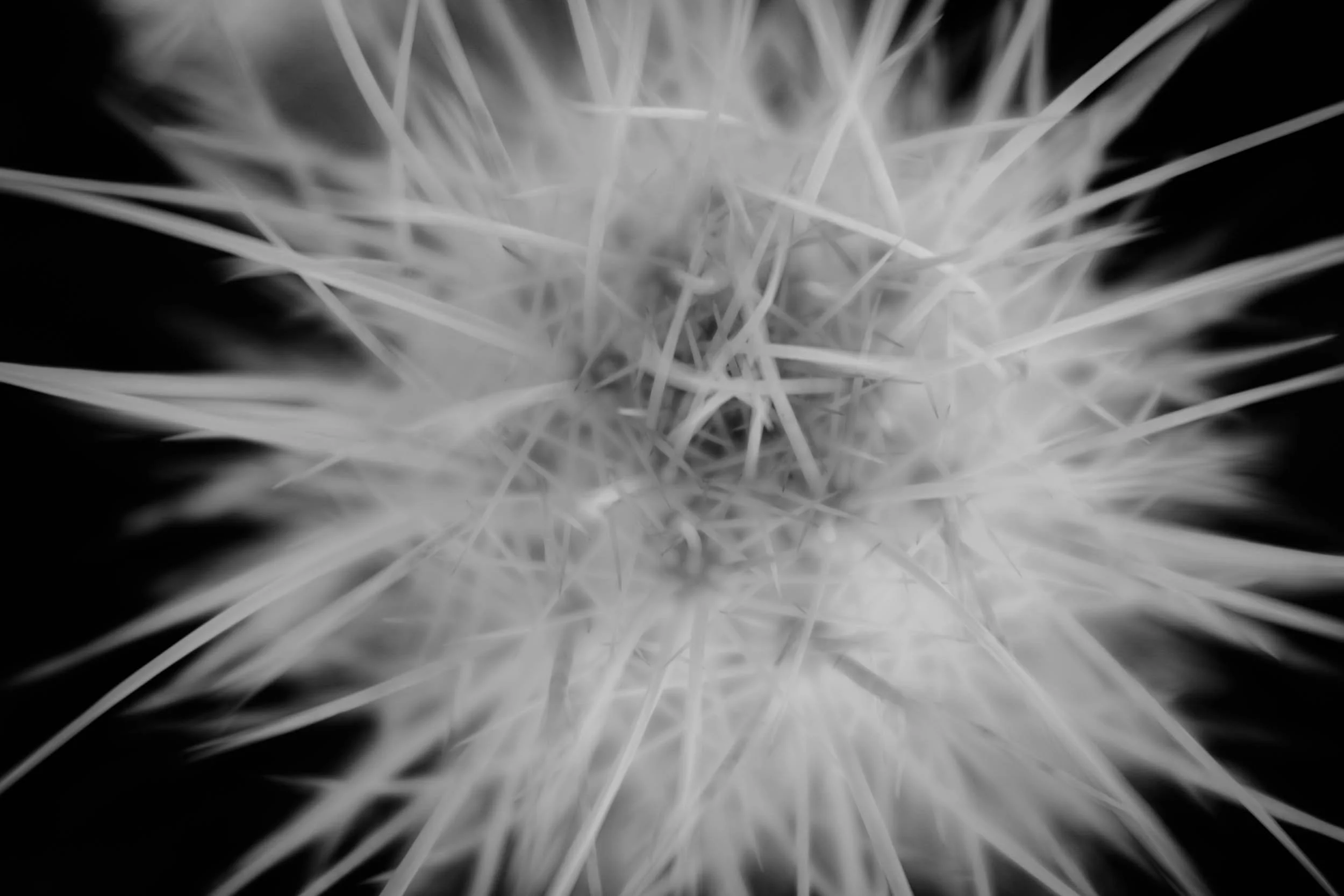 Infrared black and white macro photograph of cactus spines radiating outward with selective Lensbaby blur, captured in Goffs, California.