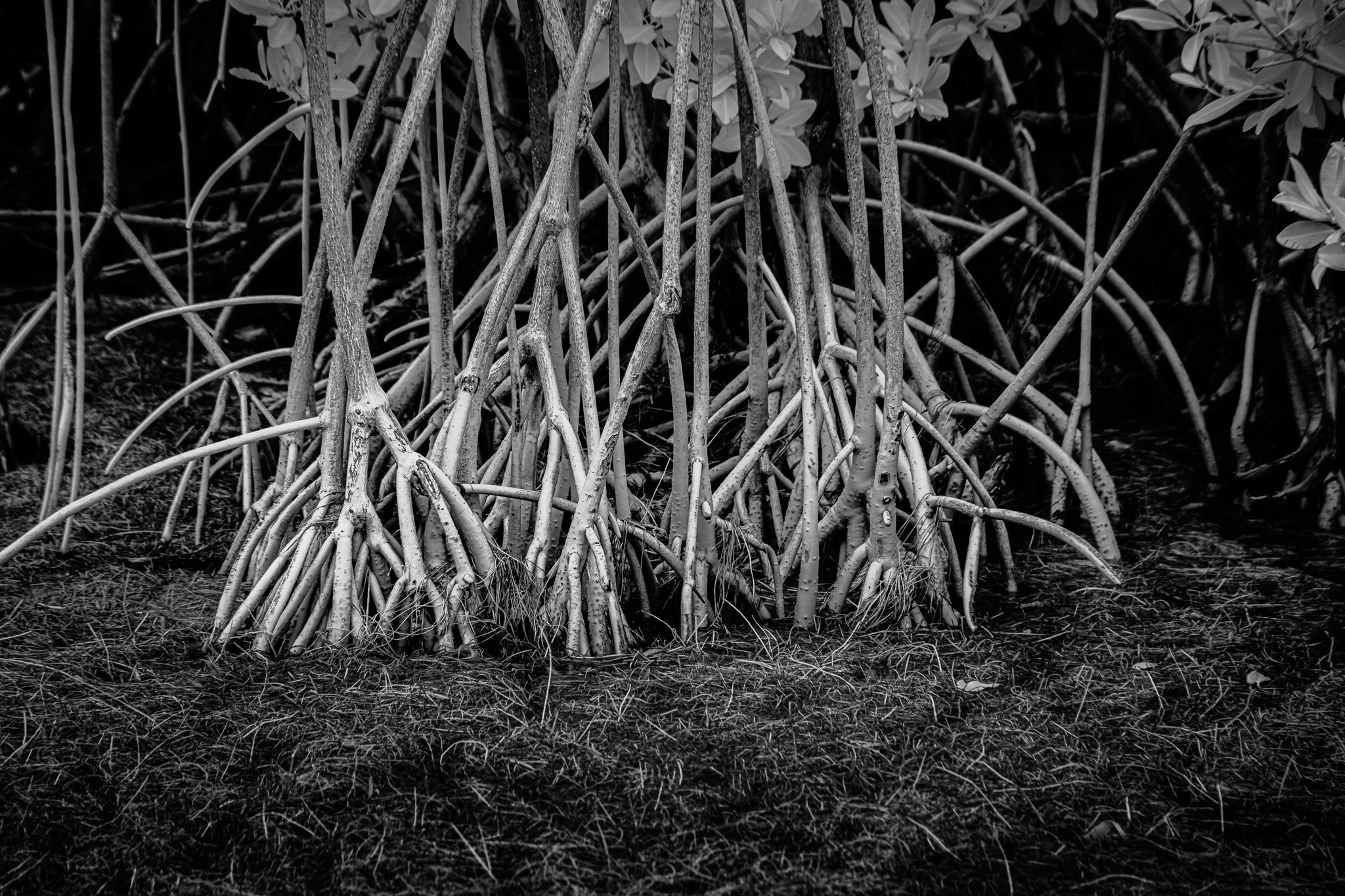 Enchanting Mangrove Tapestry- A Dance of Light and Shadows