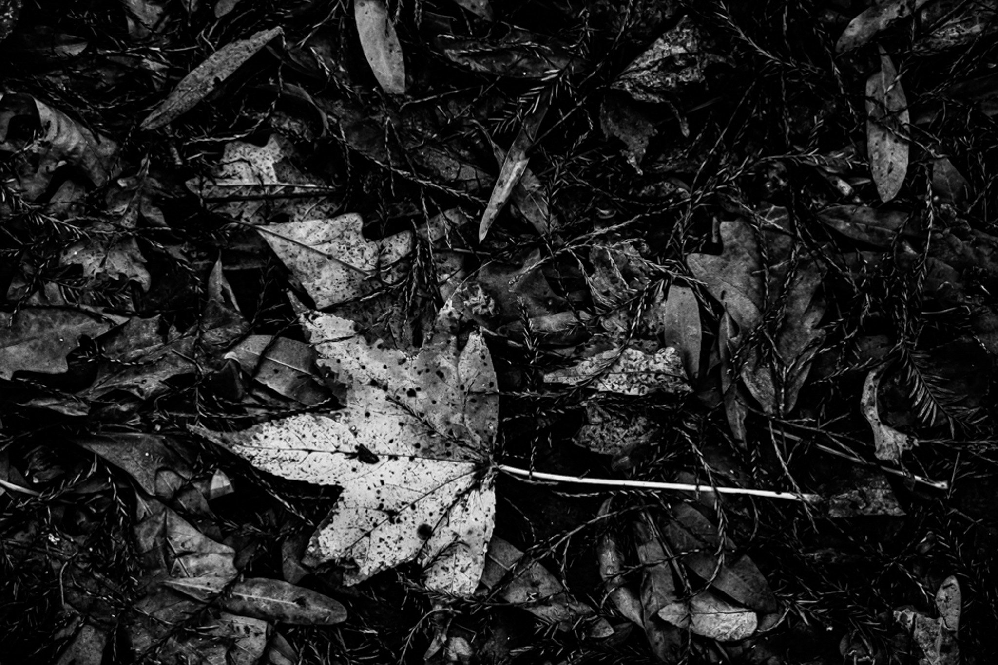 Relic in the Shadows