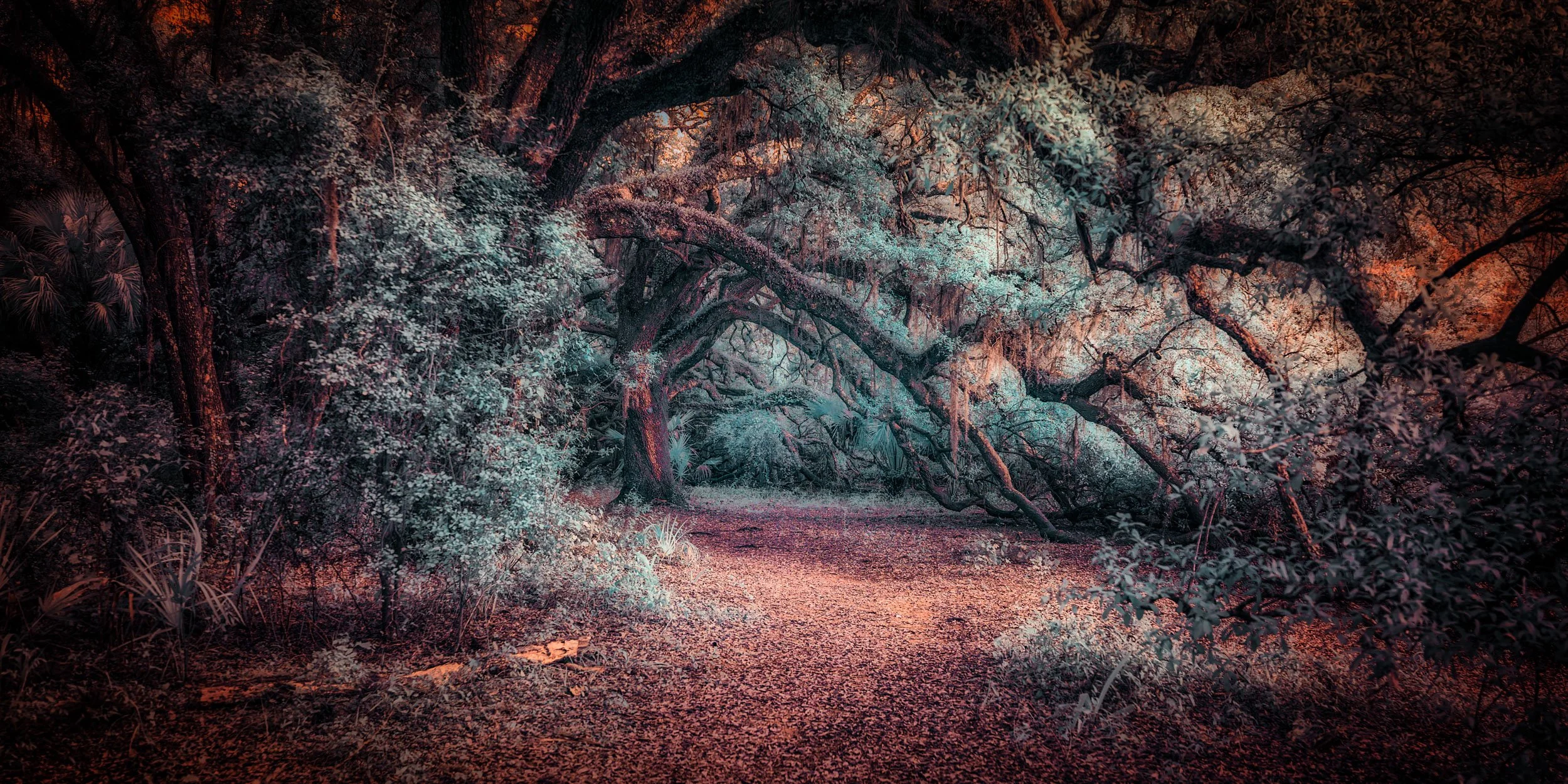 Oak Hangover — Oak trees turn otherworldly blue beneath a reddish-orange sky, colors that shouldn't exist but somehow do.