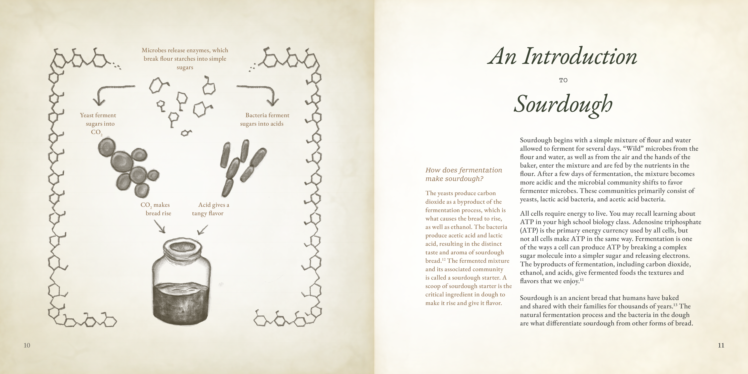 03 Intro to Sourdough.png