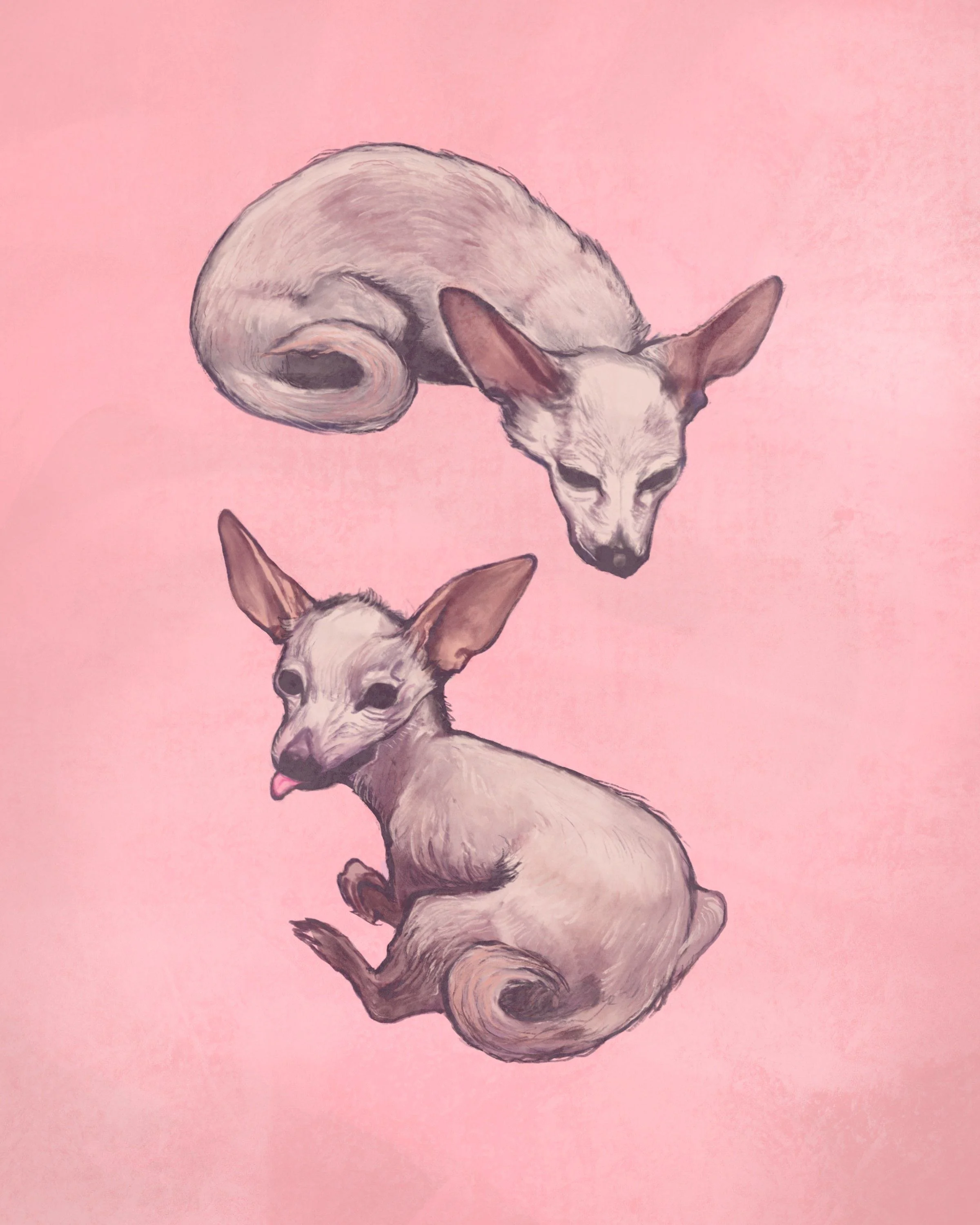 Drawing of two chihuahuas on a pink background, one curled up and the other sitting with tongue out.