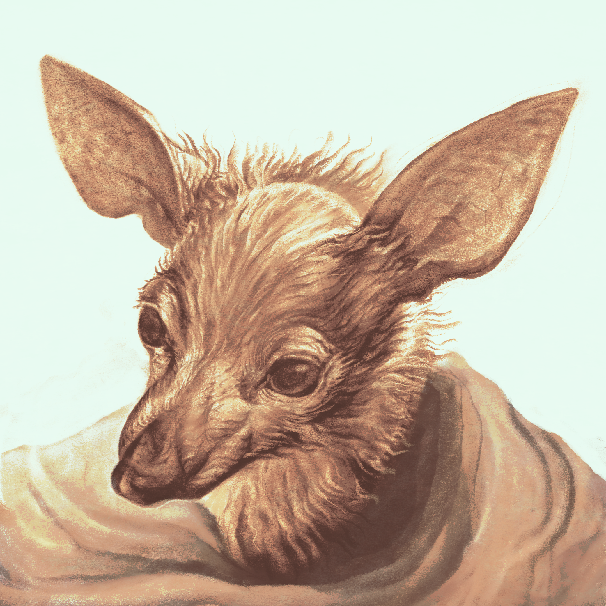 Drawing of a chihuahua's face with large ears and furry face, set against a plain background.