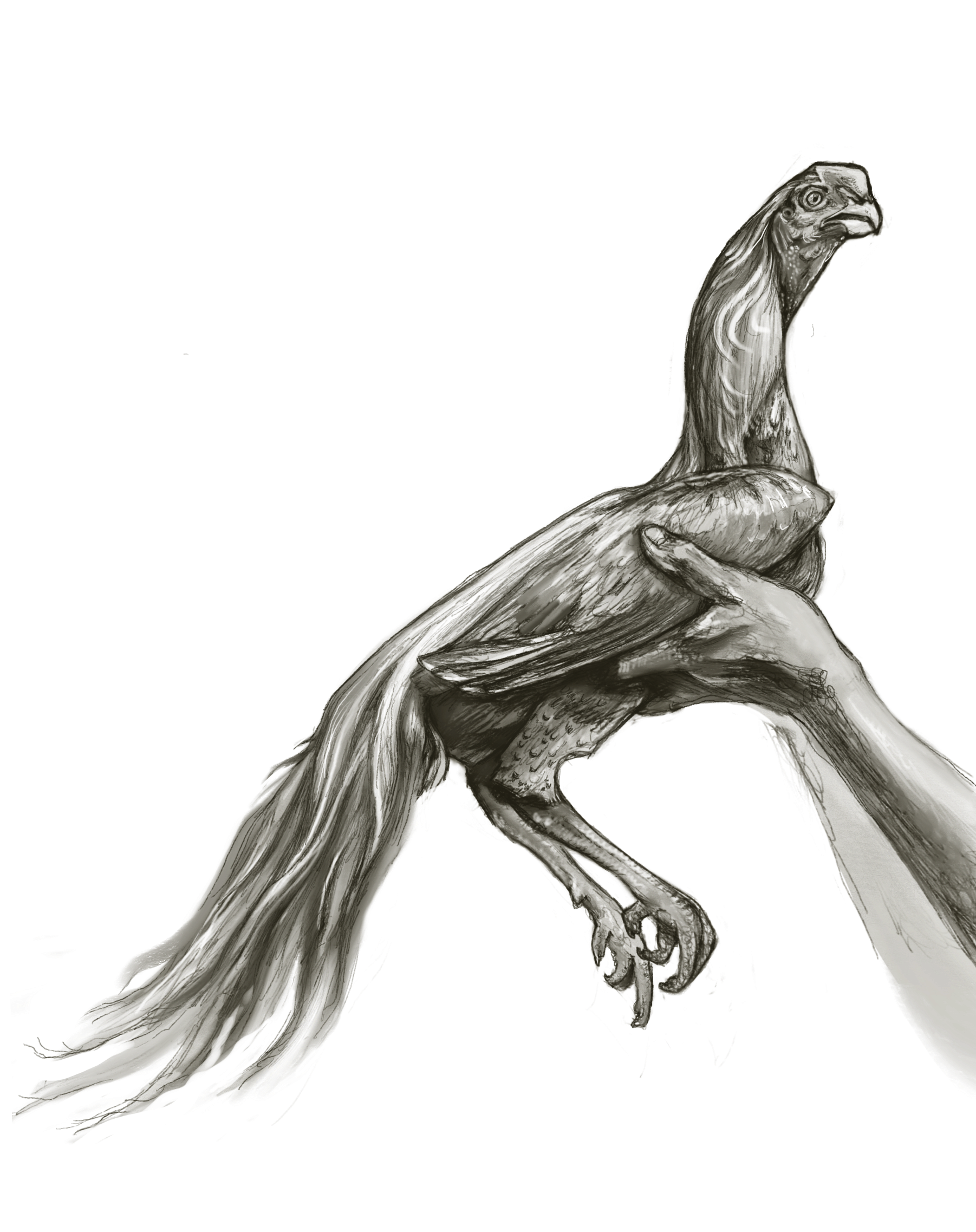 Drawing of a hand holding a small, detailed bird with a long tail and a pointed beak.