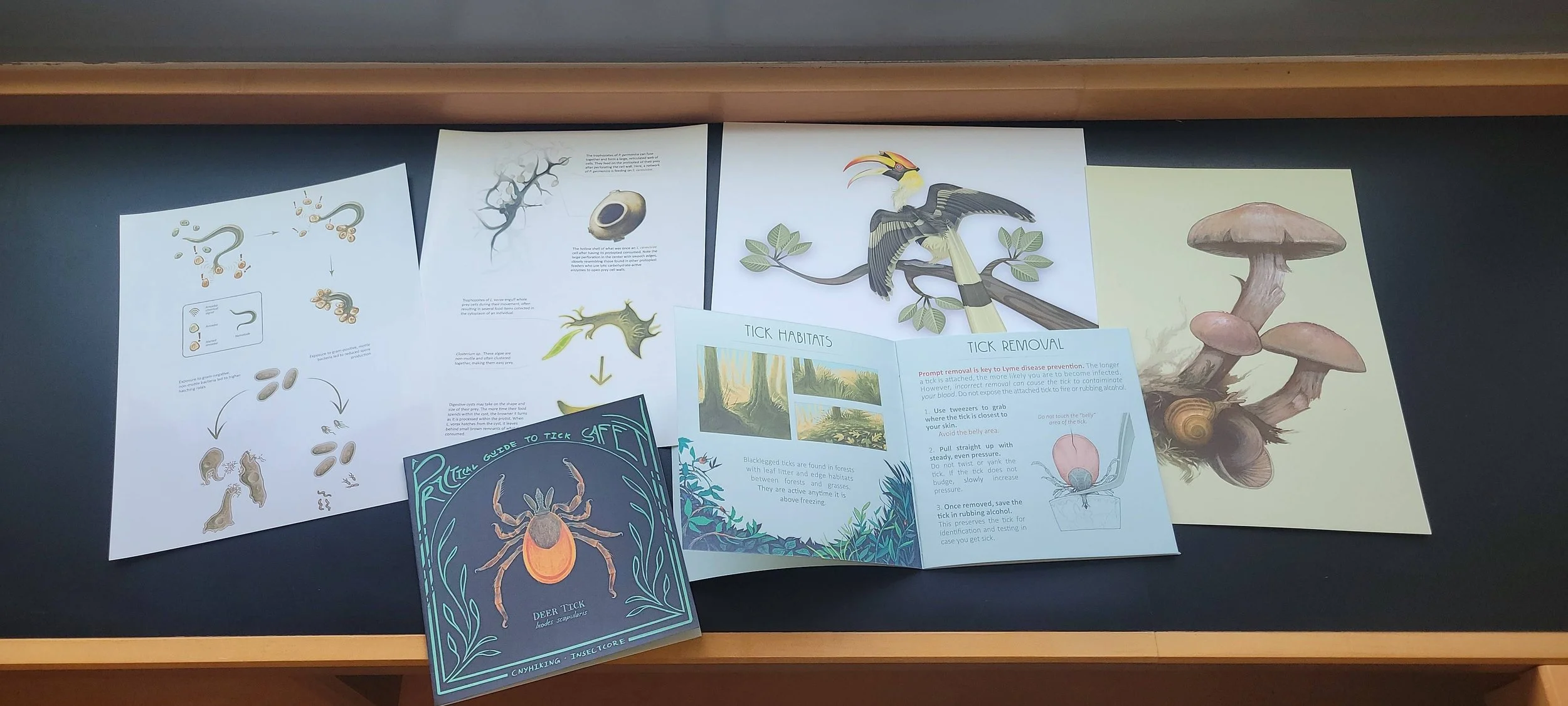 An array of educational posters and brochures about tick identification and removal, including illustrations of a tick, mushrooms, and a bird.