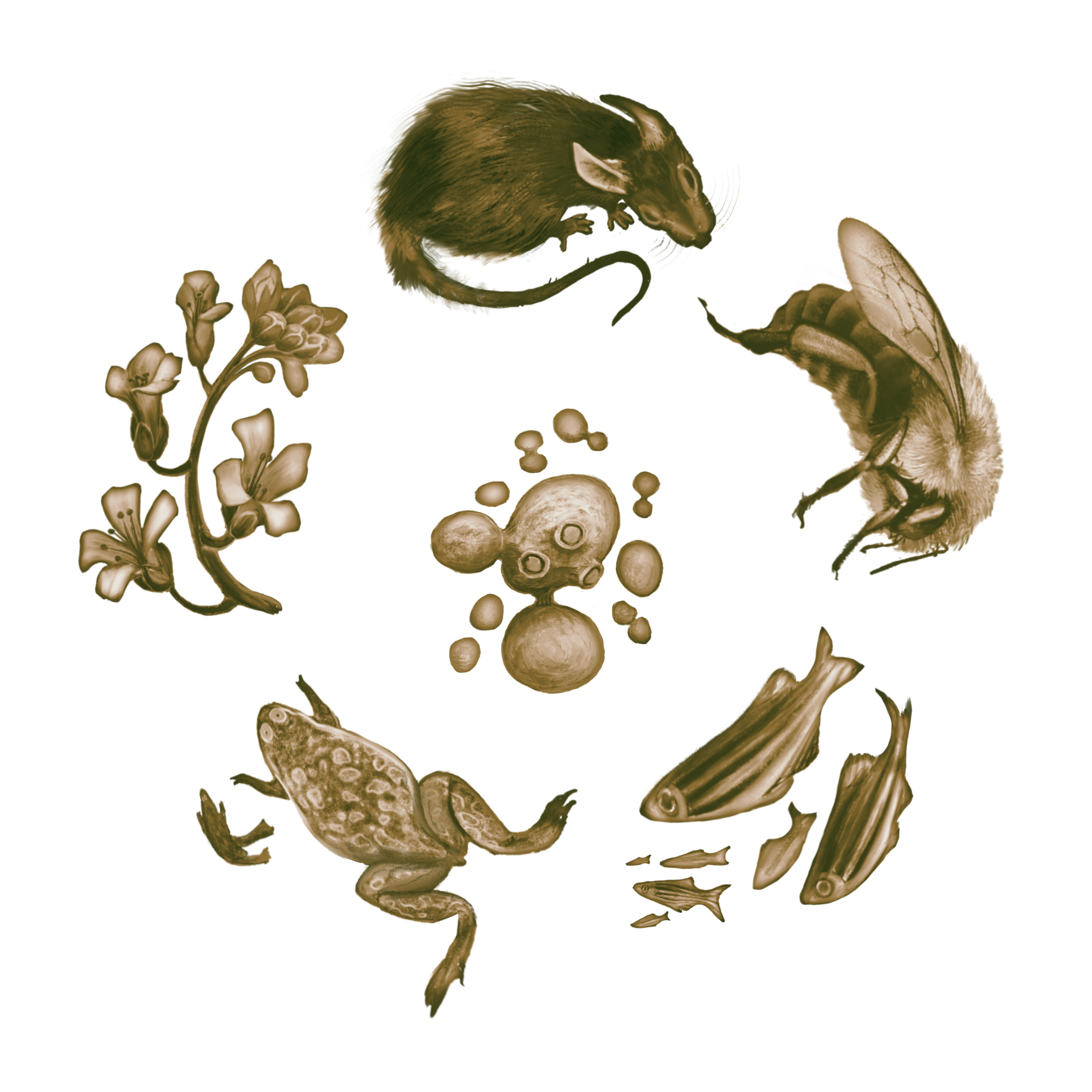 model organisms circle.png