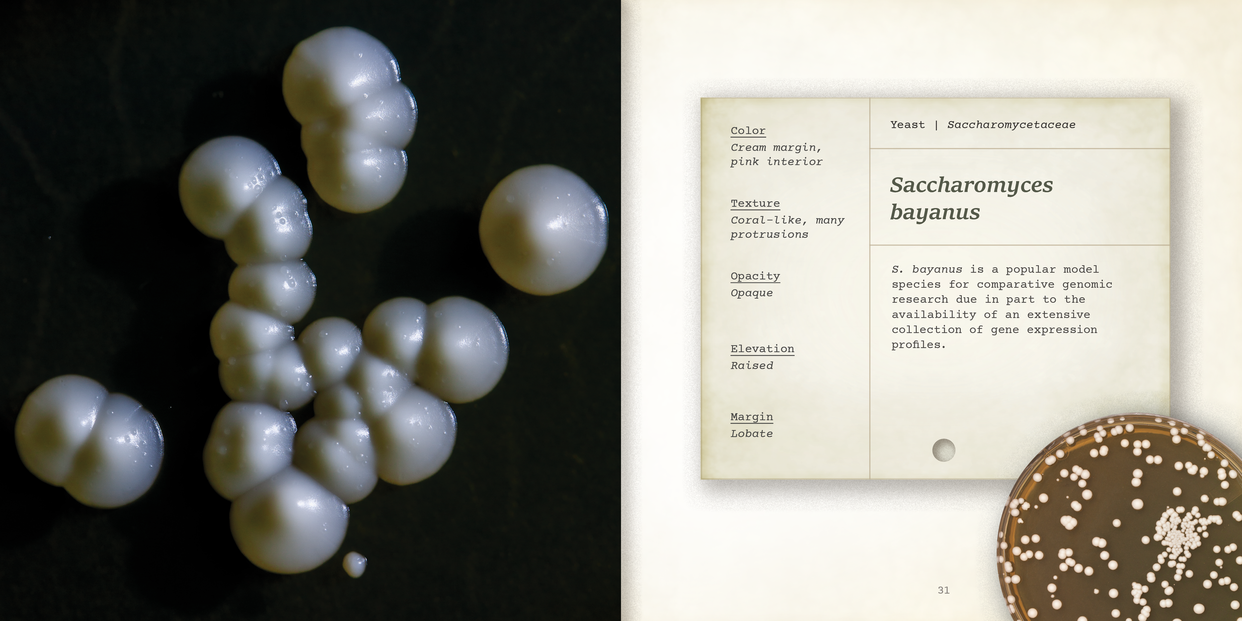 new vintage fieldguide card - smaller card.png