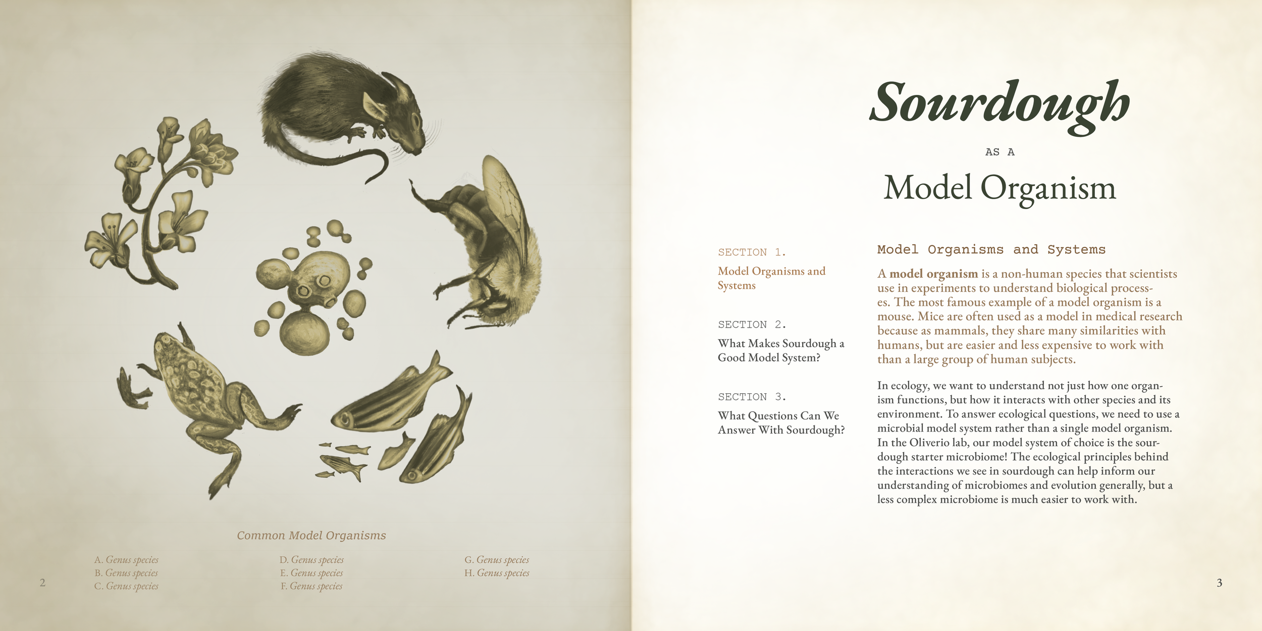 sourdough model - new text - larger margins courier.png