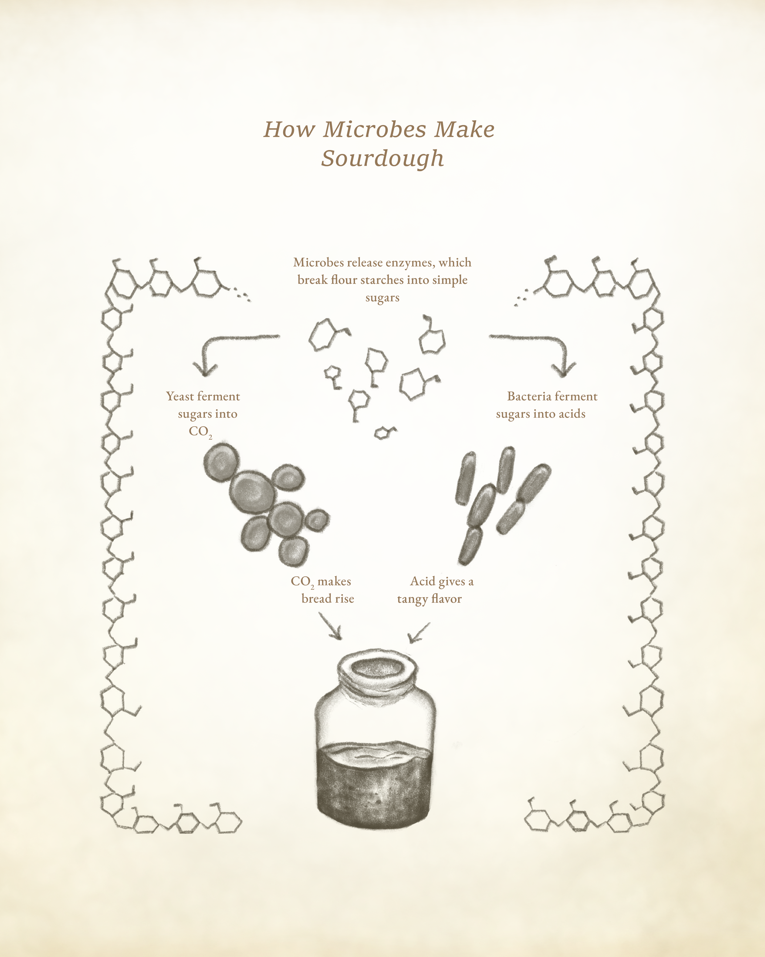 how microbes make sourdough-01.png
