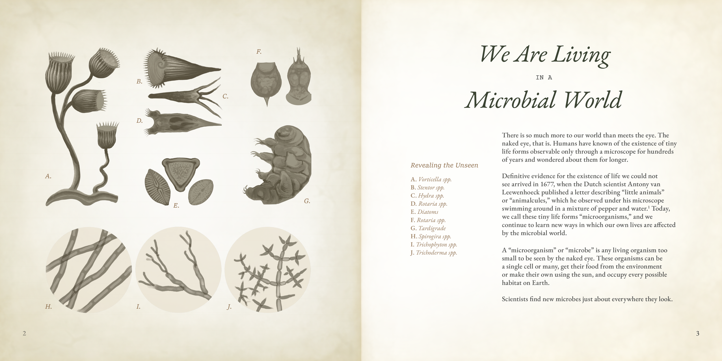02 microbial world.png