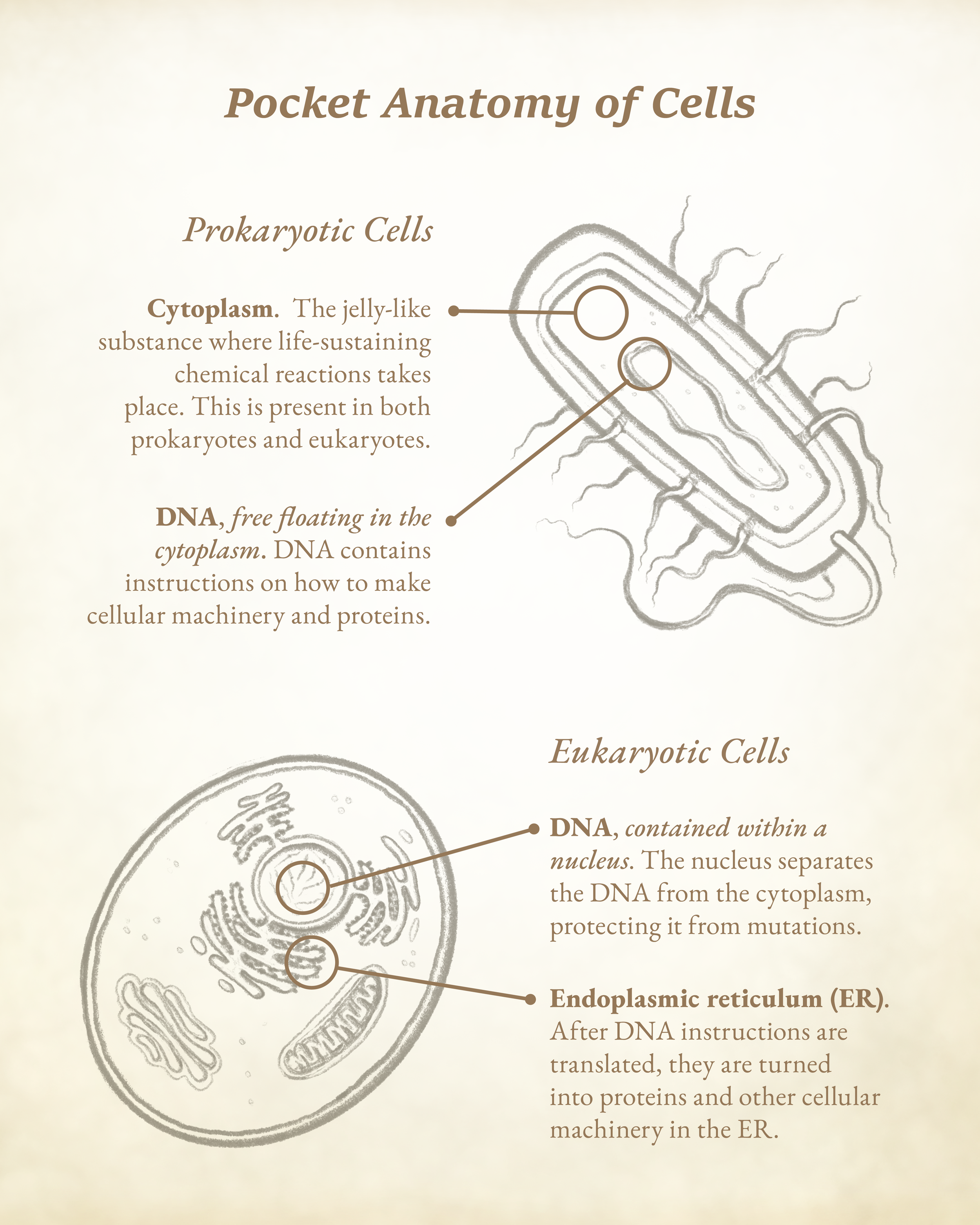 pocketanatomy dnacytoplasmendoplasmic-01-01.png