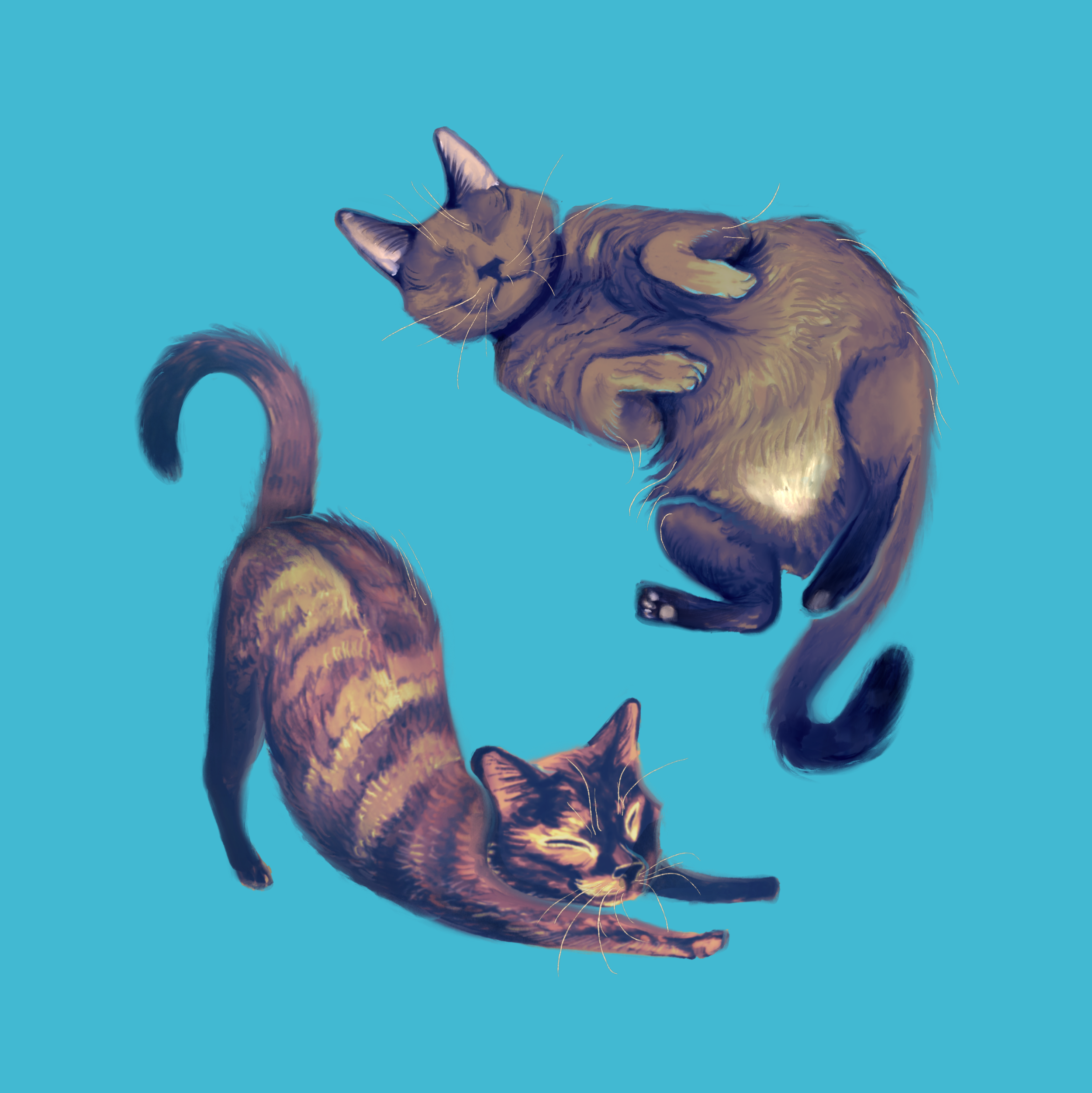 Two cats, one with brown striped fur and the other with multicolored fur, are lying on a blue background, facing each other.