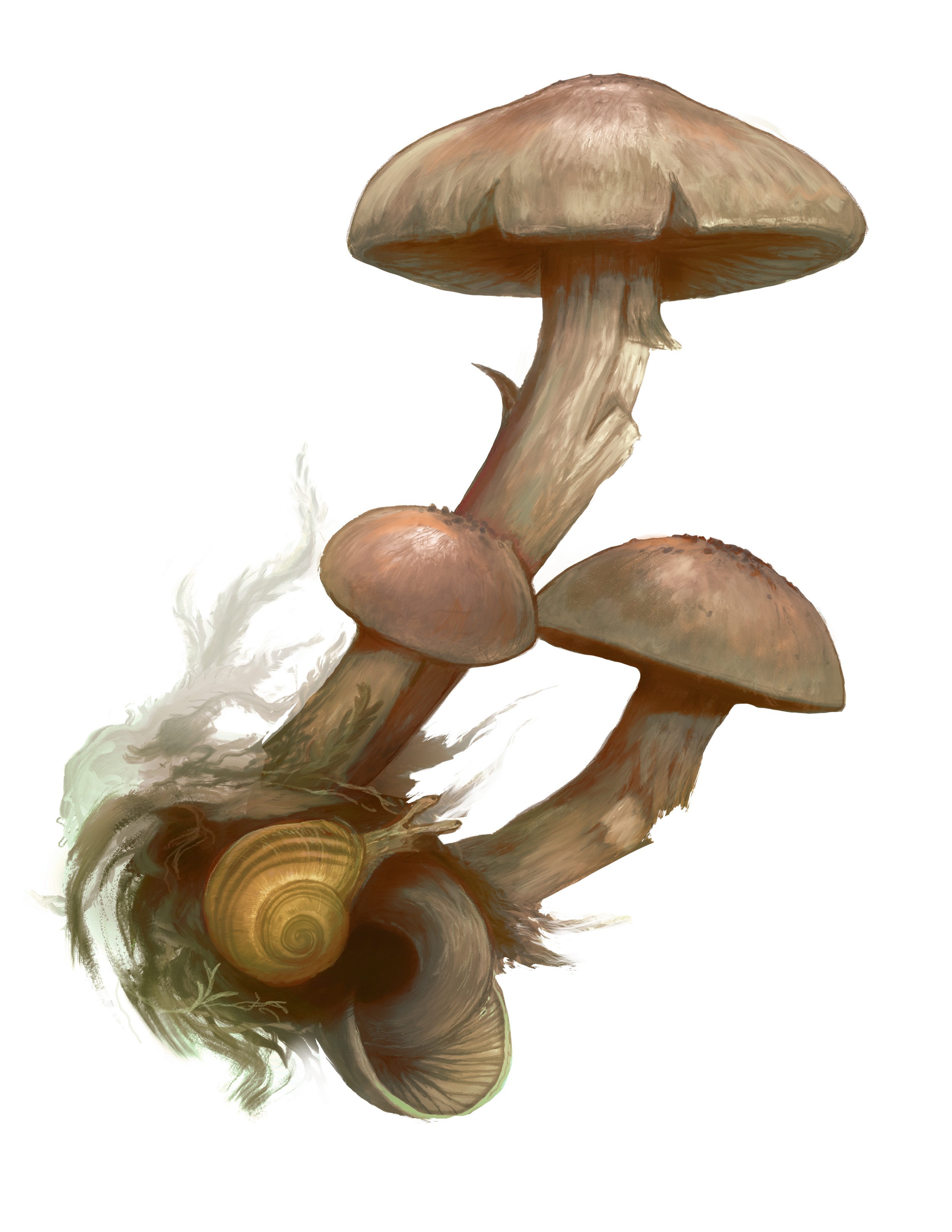 Illustration of three brown mushrooms with a snail shell and moss at their base.
