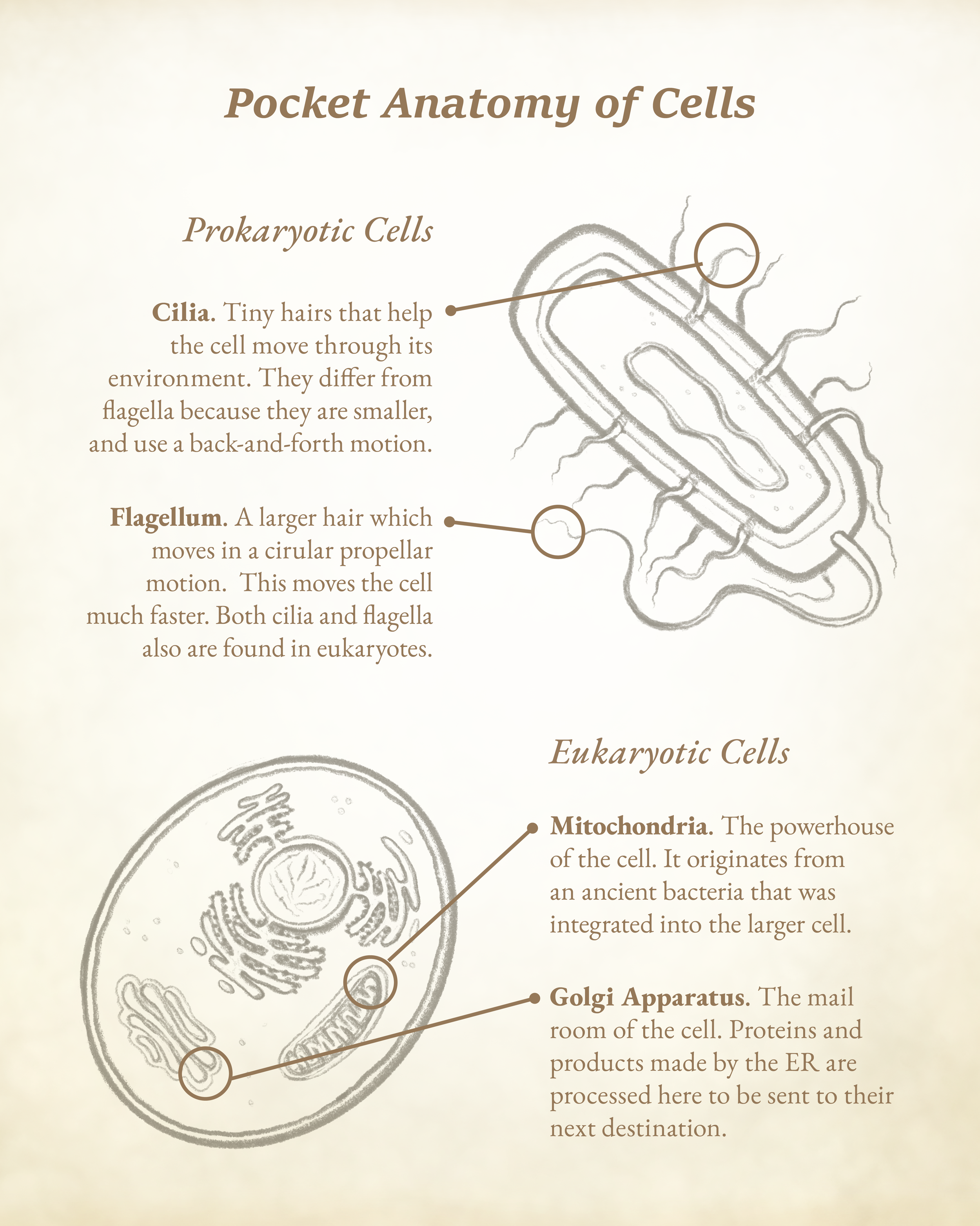 pocketanatomy mitochongolgiciliaflagella-01.png