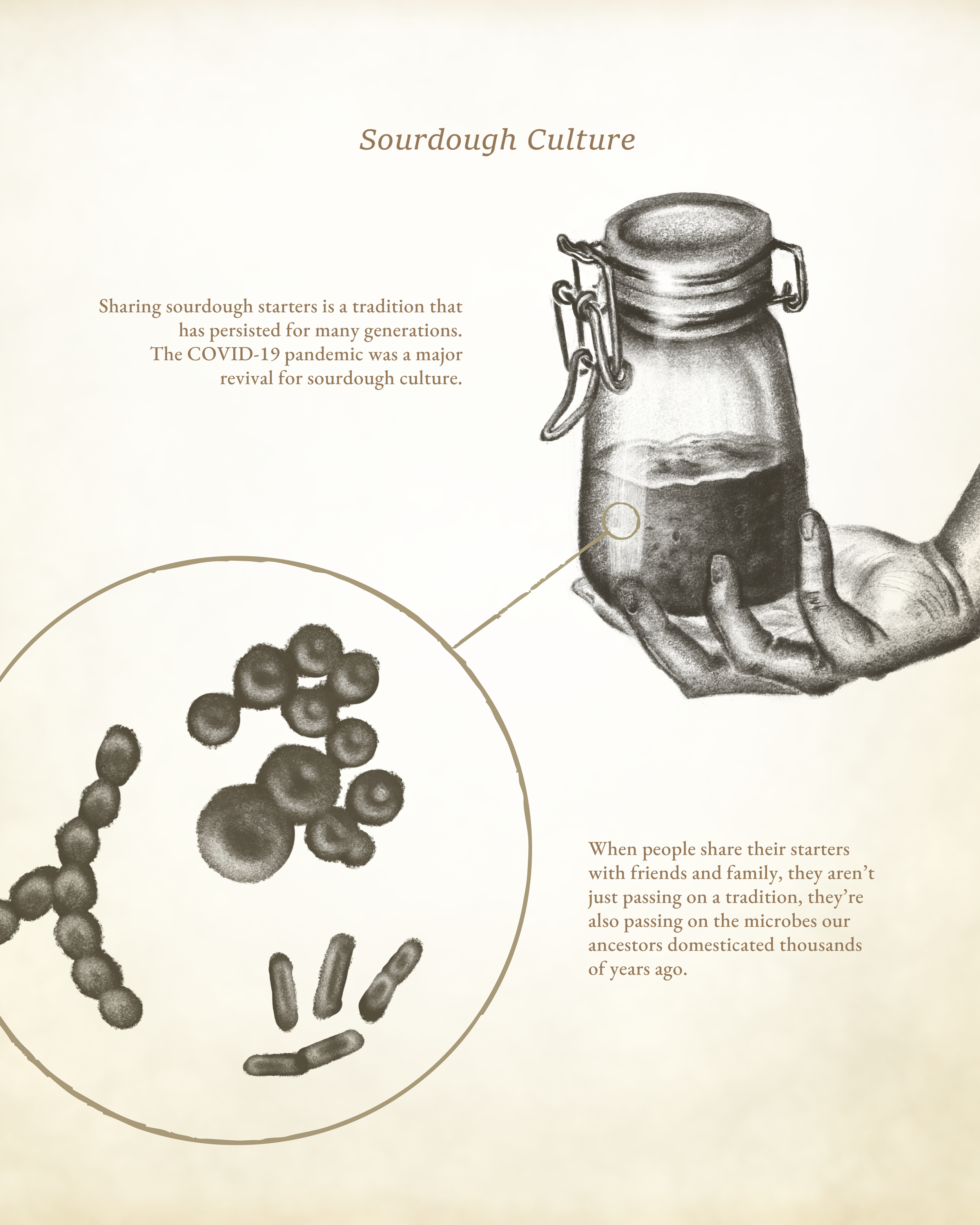 sourdough culture 1-01.png
