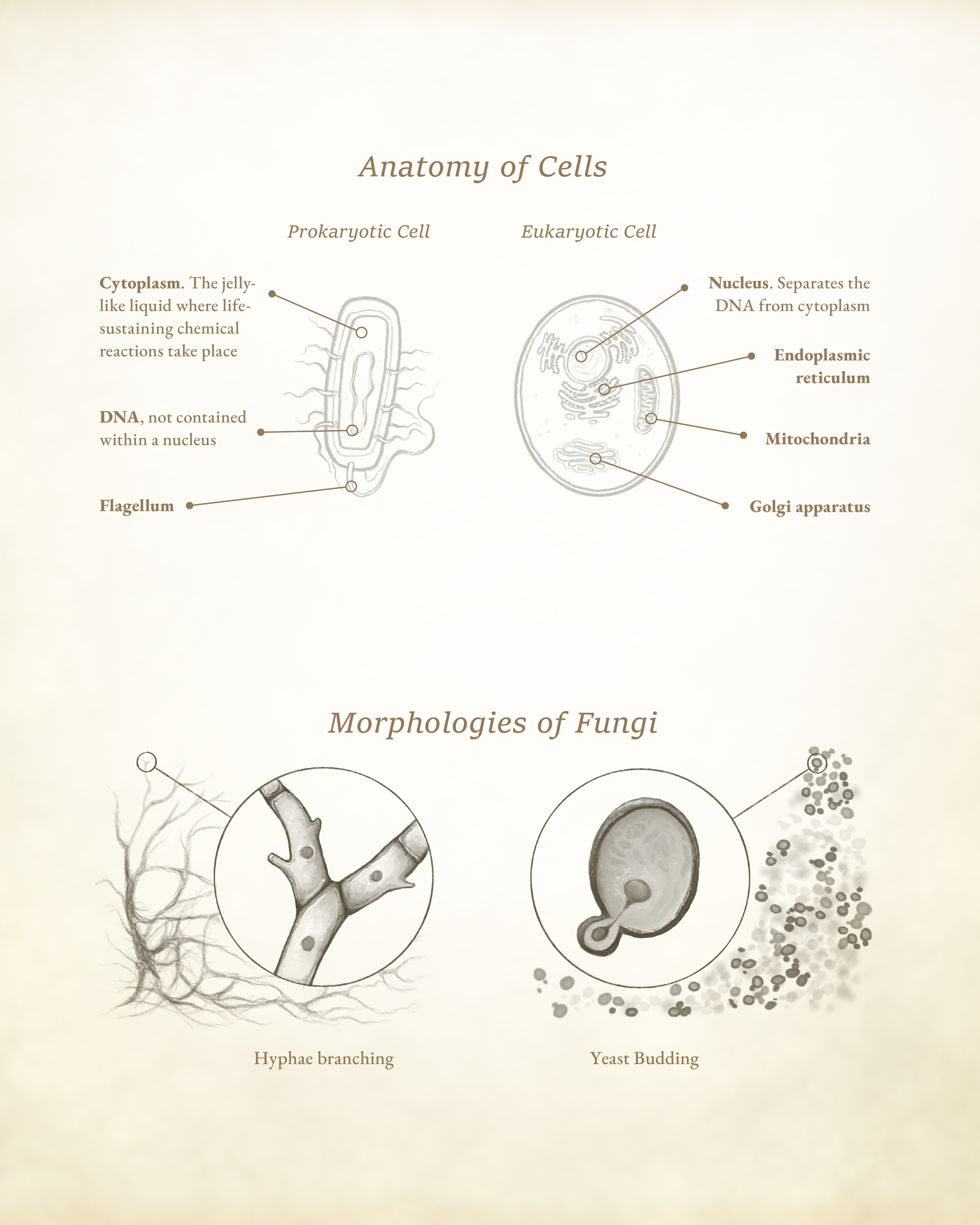 prok euk fungi-01.png
