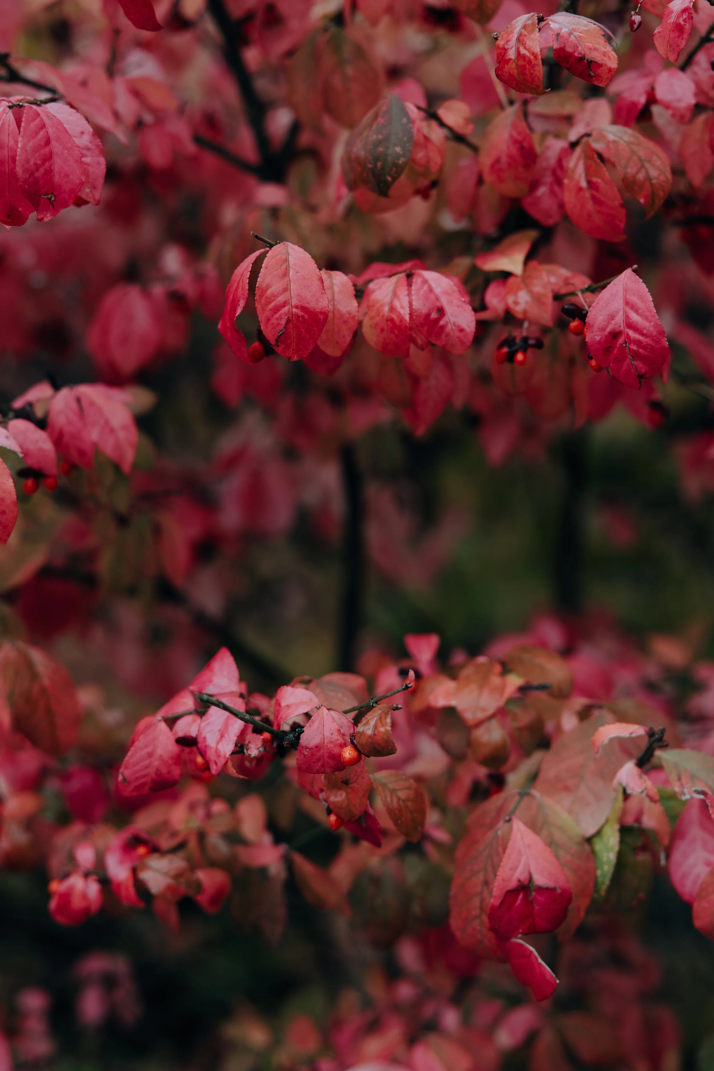 Close-up of red and pink autumn leaves on a bush with small black and orange berries at Fountains Ballroom in Glenwood Iowa. Glenwood Iowa wedding photographer