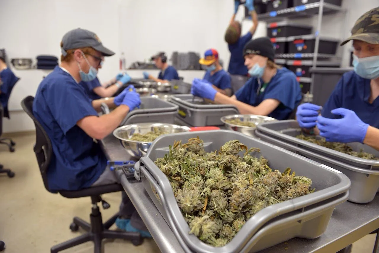 Massachusetts cannabis sales hit record $1.65 billion despite falling prices