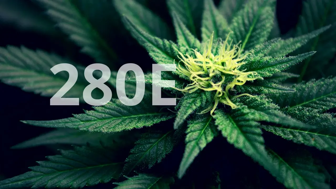 Three trends affecting the U.S. cannabis industry in 2026