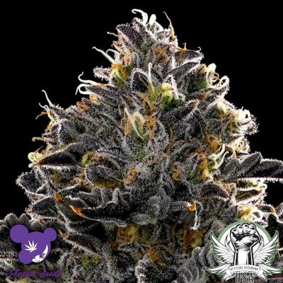 The 10 Best Cannabis Strains You Must Try in 2026