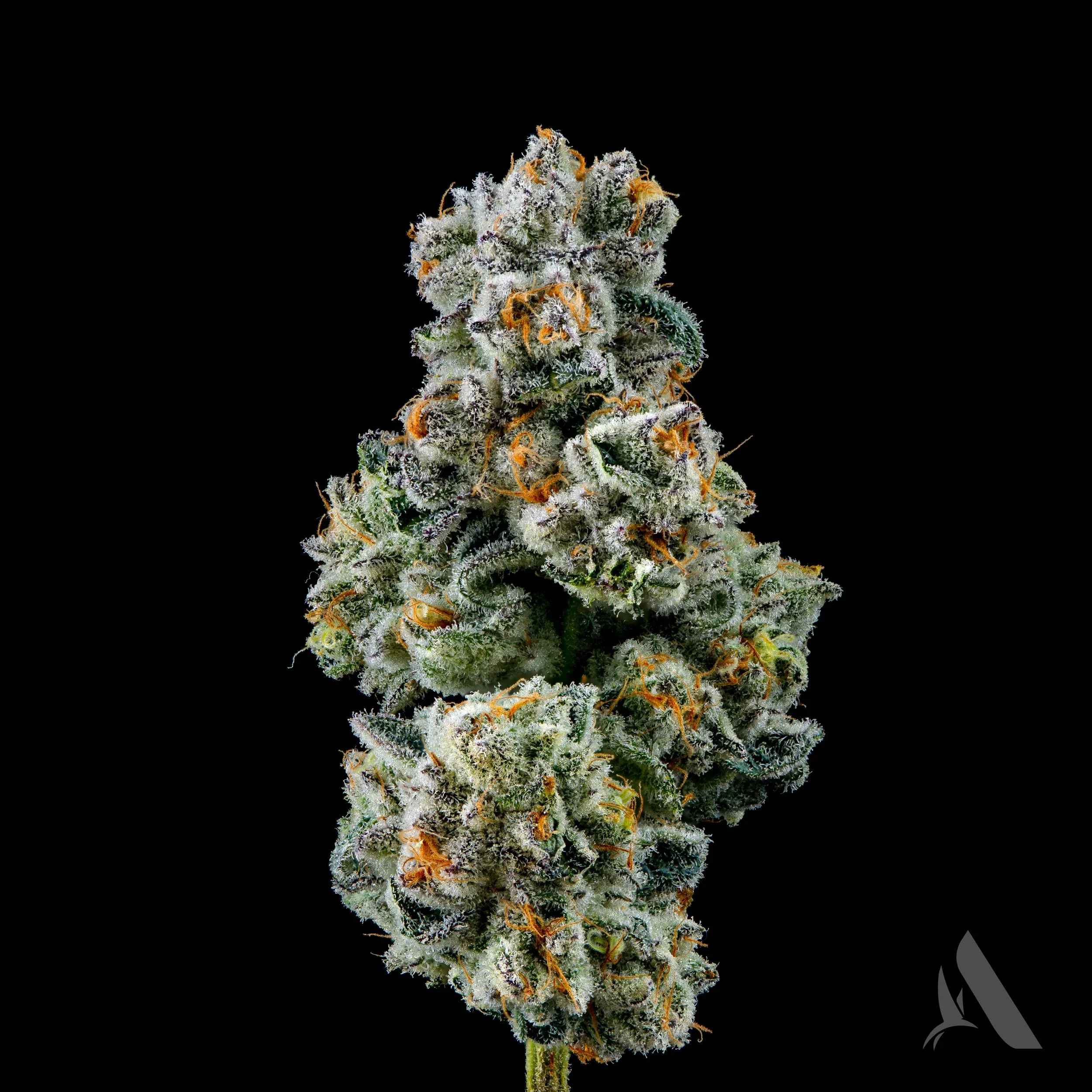 Super Silver Haze and the Golden Age of Cannabis Competition