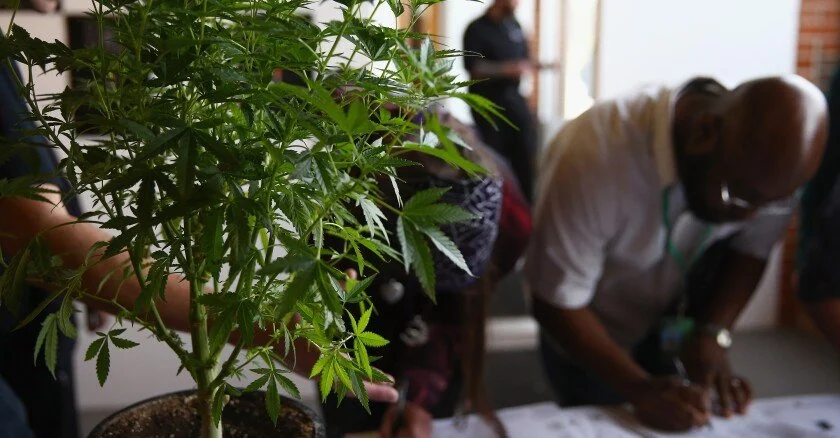 New Jersey Expands Labor Protections To Cannabis Employees