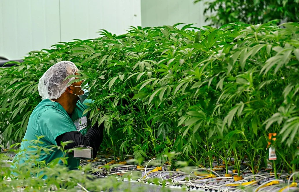 Despite the biggest month ever, Connecticut cannabis sales decline in 2025, state data shows