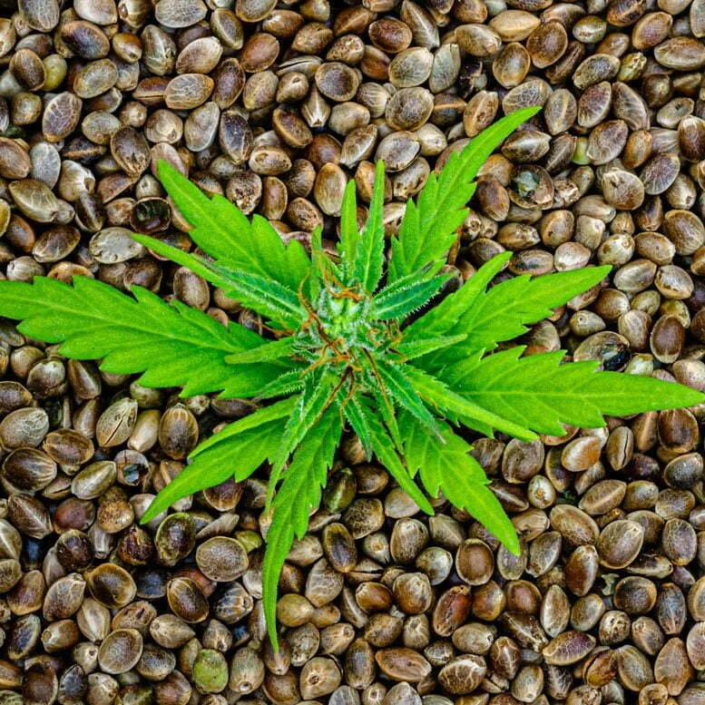 Harrisburg Hearing Highlights Regulatory Vacuum in Pennsylvania as Congress Acts on Intoxicating Hemp