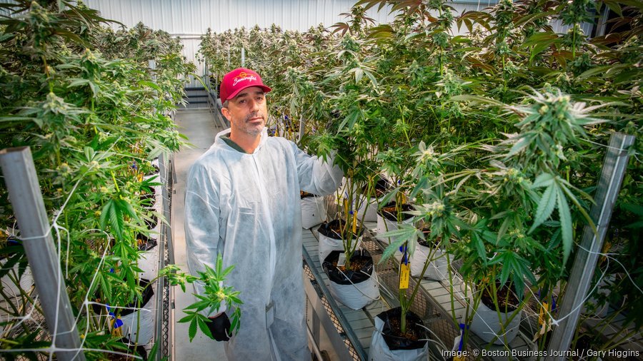 Massachusetts cannabis regulators agree to explore licensing freeze