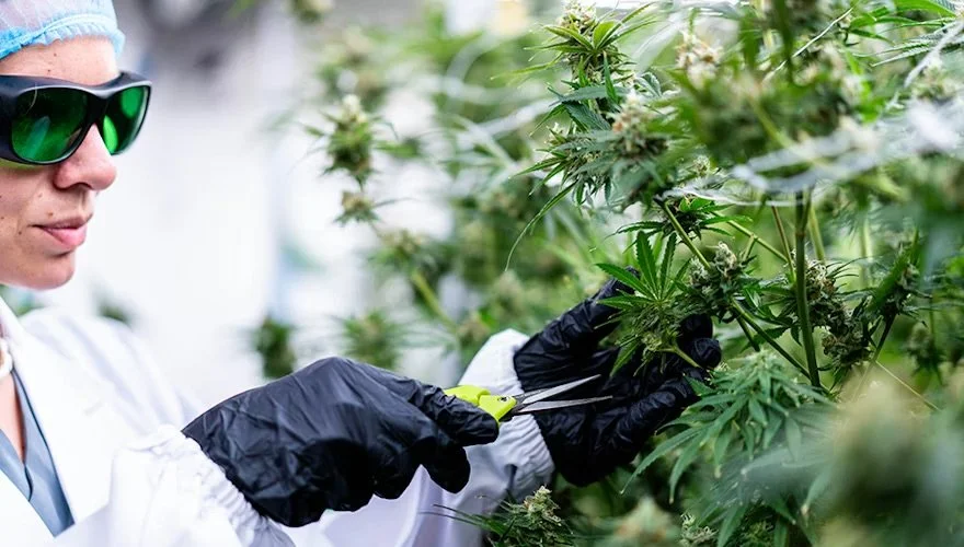 PharmaCann Closing Pennsylvania Cannabis Facility, Laying Off 60 More Workers