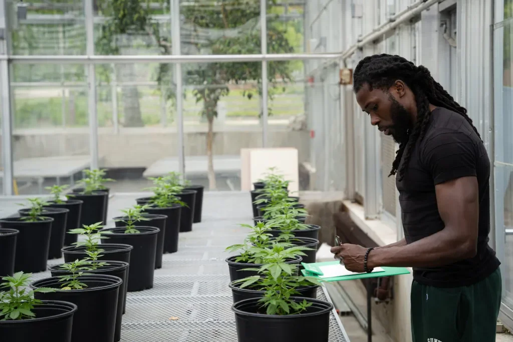 Cannabis advocates: Why Virginia cannabis retail must wait for Virginia cannabis supply