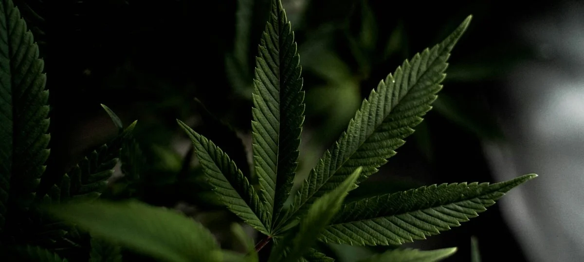 Clean Label Cannabis: Returning to the Plant That Started It All