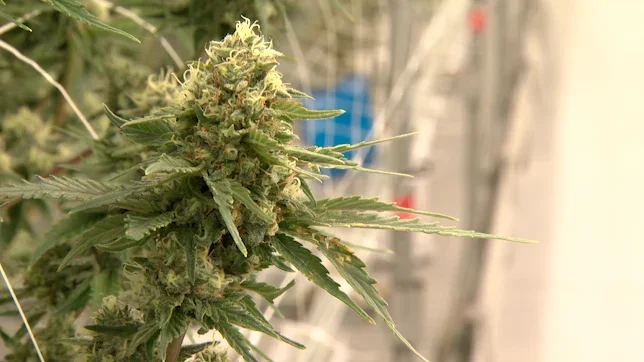 Delaware's cannabis market made $53 million in its first year, marijuana commissioner says