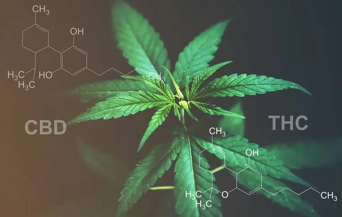 The New Rules of Shopping for Cannabinoids