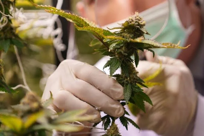 Virginia business preps for recreational marijuana market launch in 2027