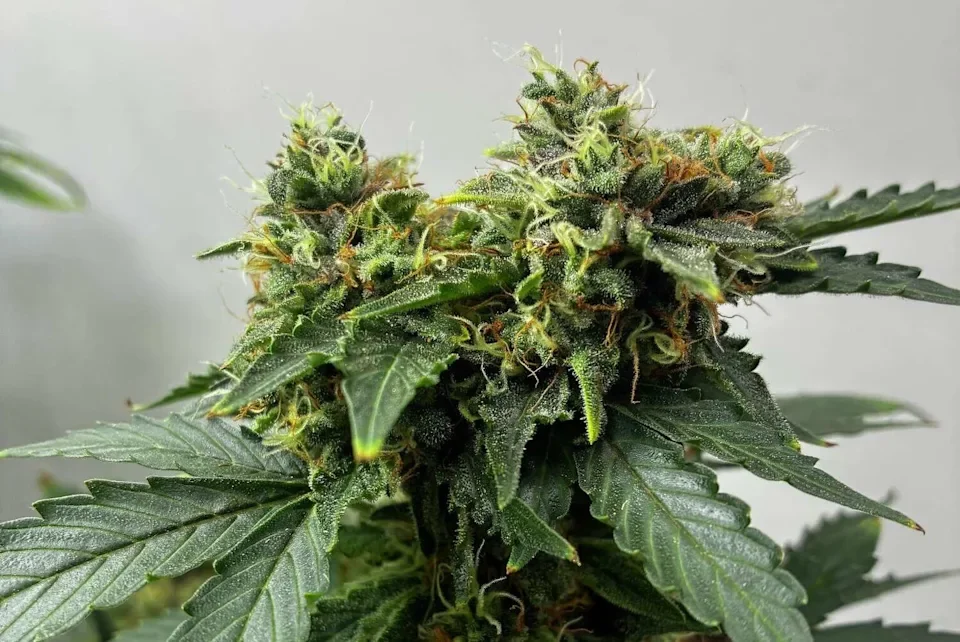 Why Connecticut cannabis tax revenue jumped 67% despite relatively flat sales