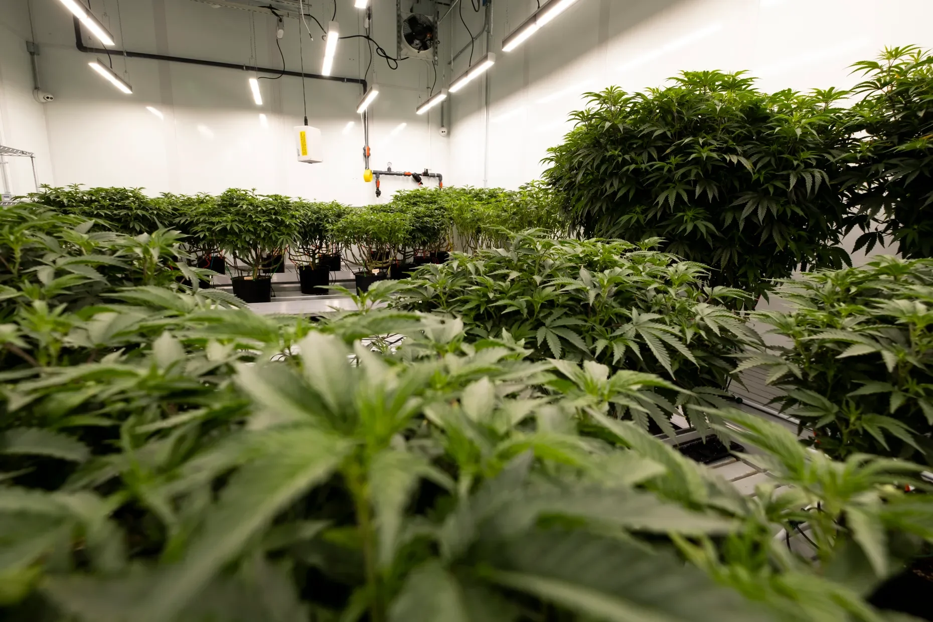 Virginia’s first look at a cannabis retail market