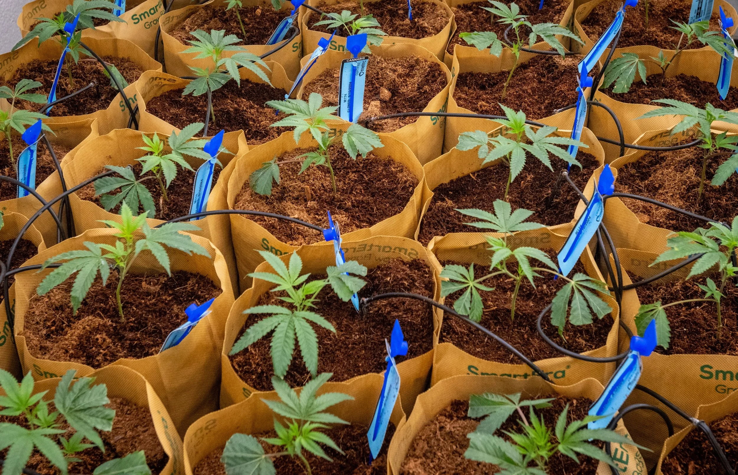Maryland Marijuana Sales Reach $917 Million in 2026, Up 5% From Same Period Last Year