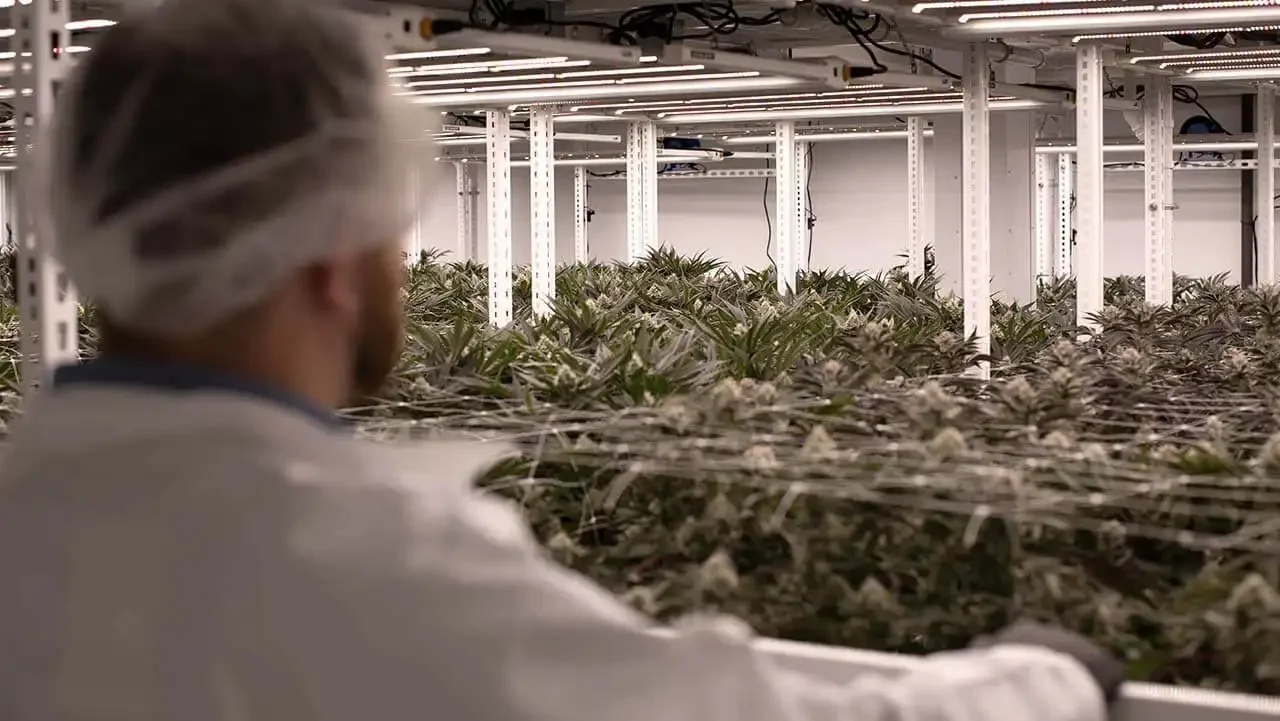 Poll: 71% of Massachusetts Voters Oppose Proposal to Repeal Cannabis Industry