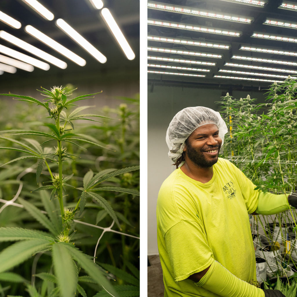 Brute’s Roots Is Betting on Patience, Phenotypes, and South Jersey