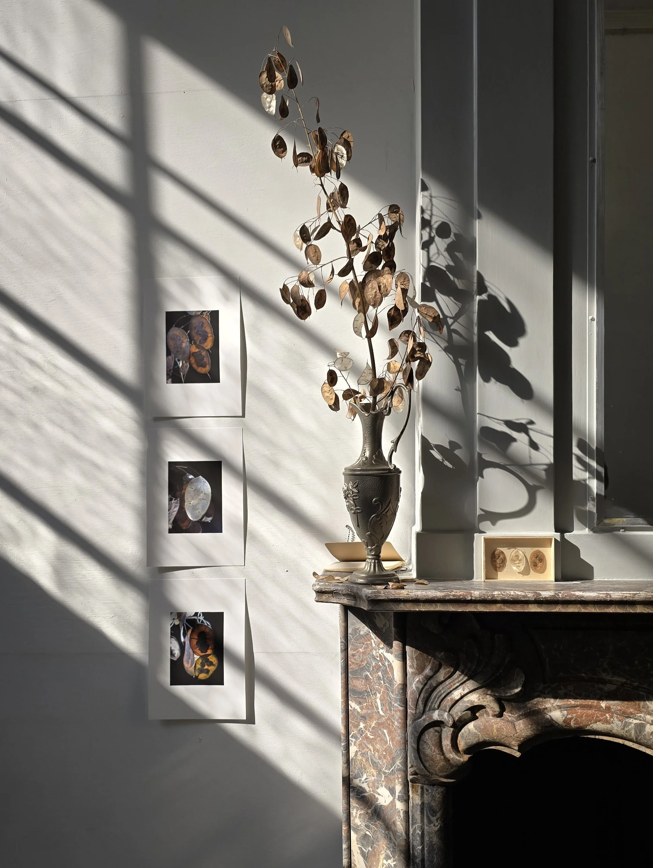 wie zaait zal oogsten | installatie met Judaspenning, vaas, doosje met ‘penning' , handgeschreven boekje, 9 fotoprints  | 2024 