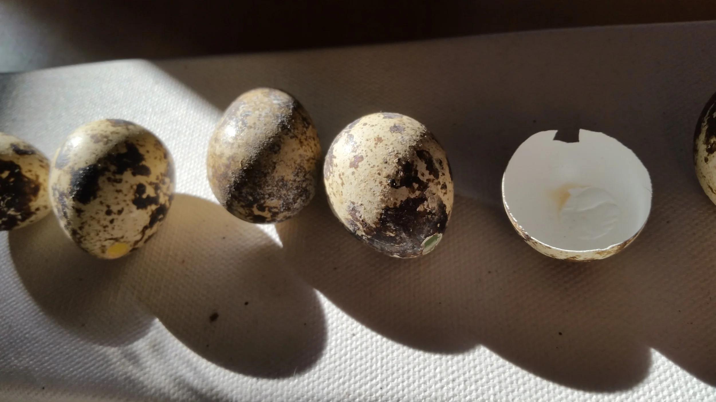 vanitas III | foto | 2016