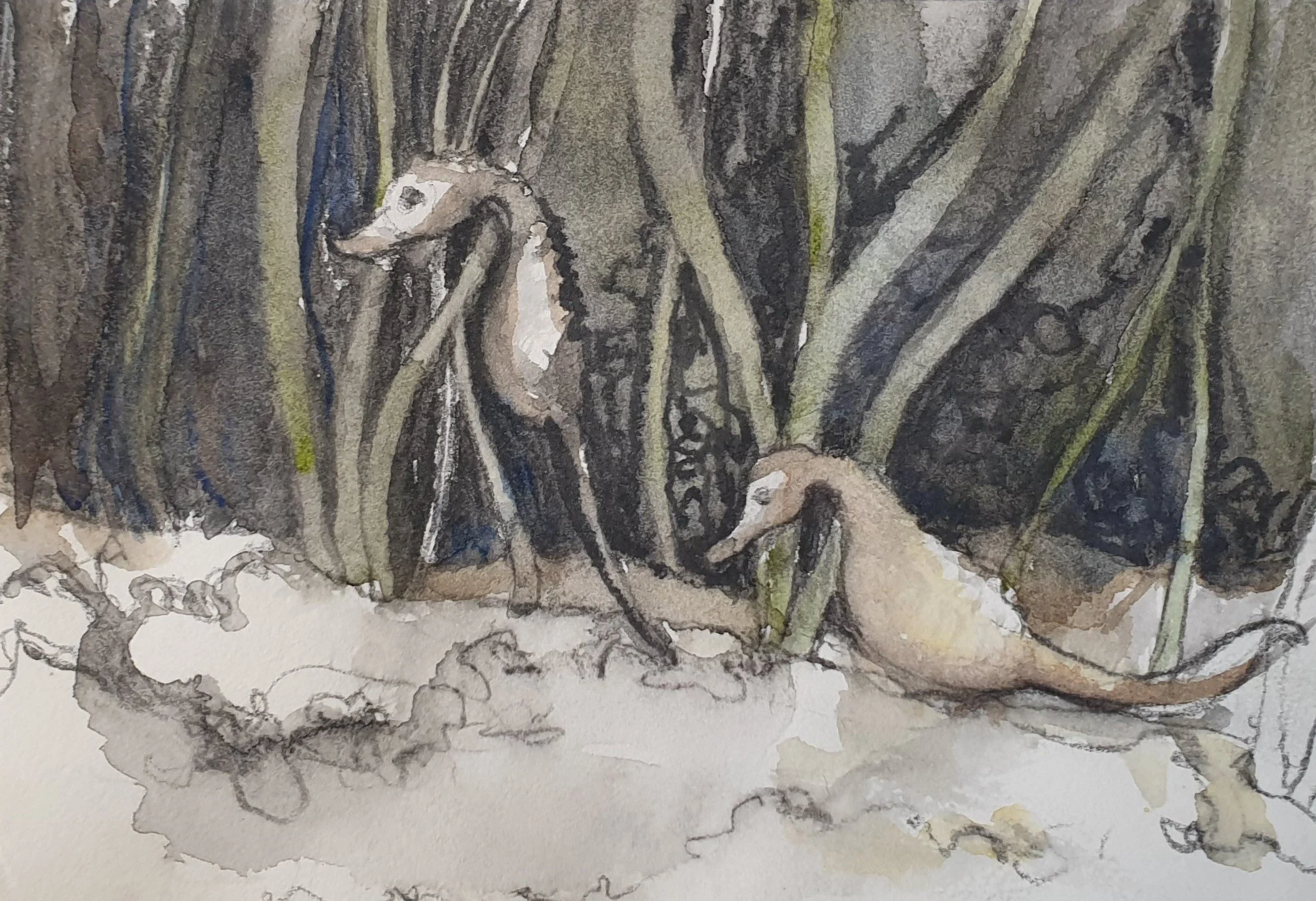 Aquatilibus III | grafiet en aquarel op papier | 2023 | 16,5x11 cm