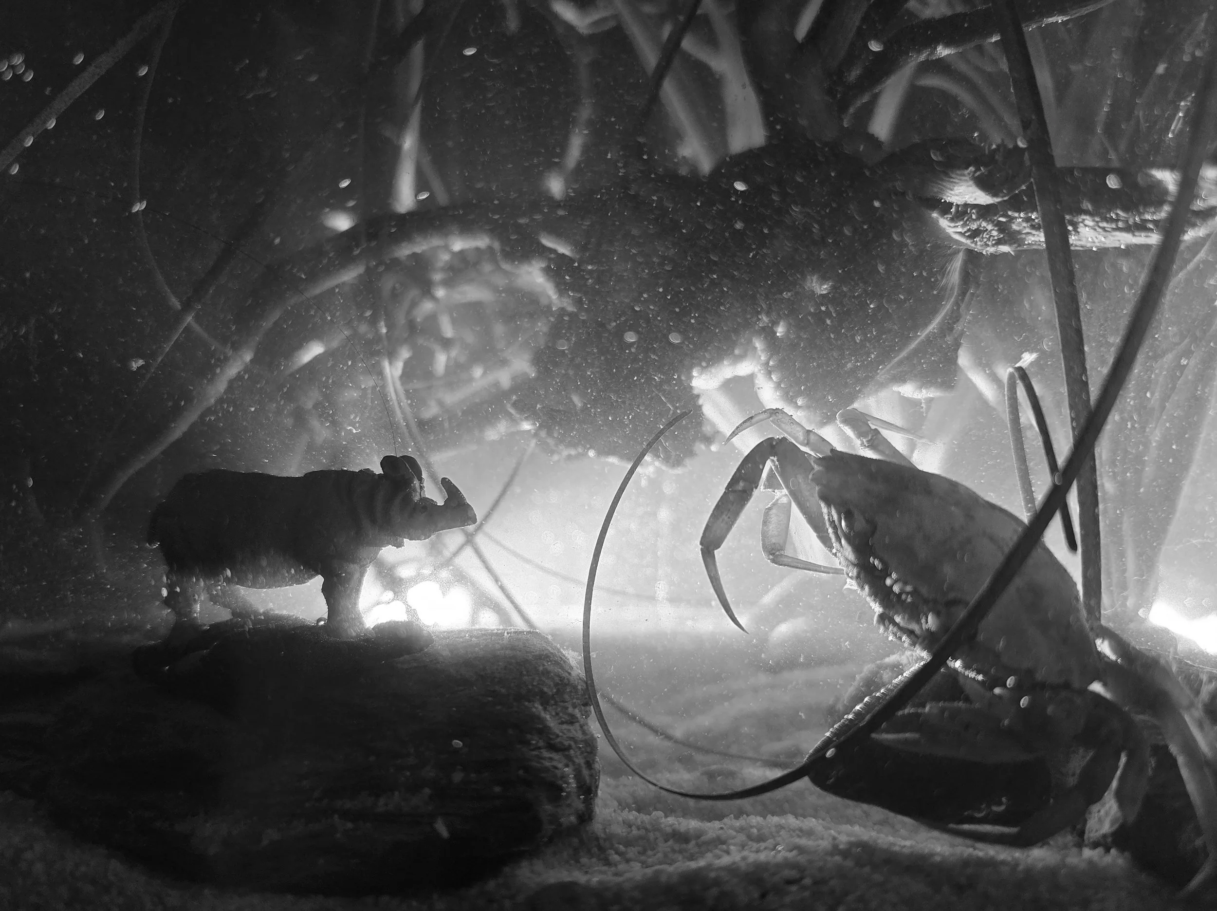 Aquatilibus x MiC III | fine art fotoprint | 2024